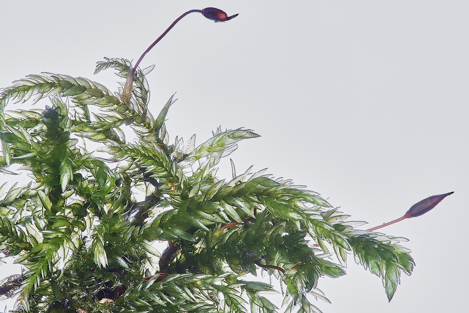 EarshamIalopecuroides260125-2