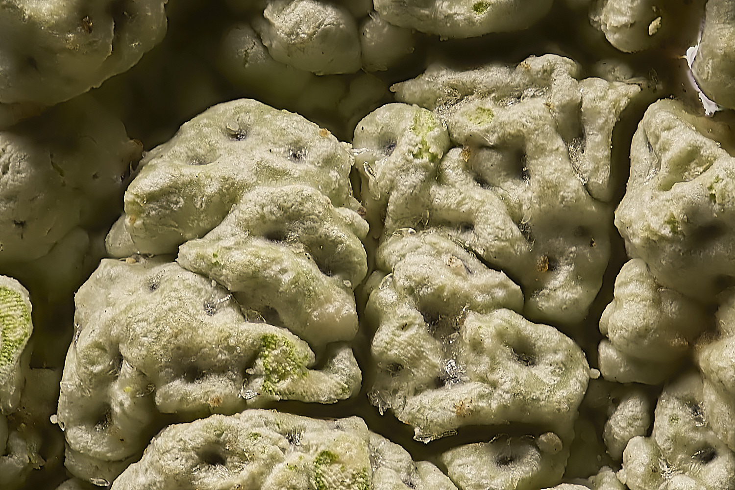 EarshamLichen260125-1