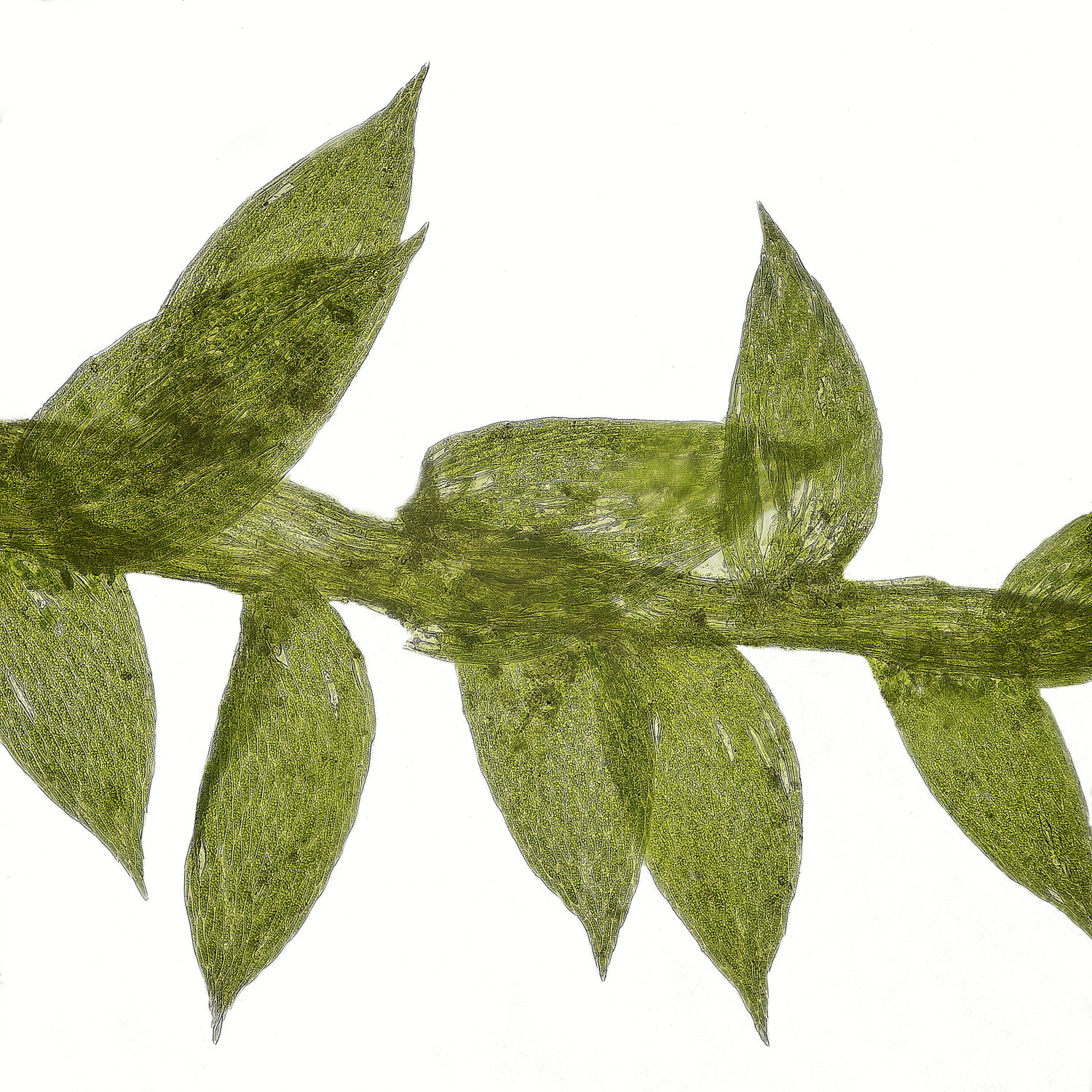 EarshamMoss1260125-1