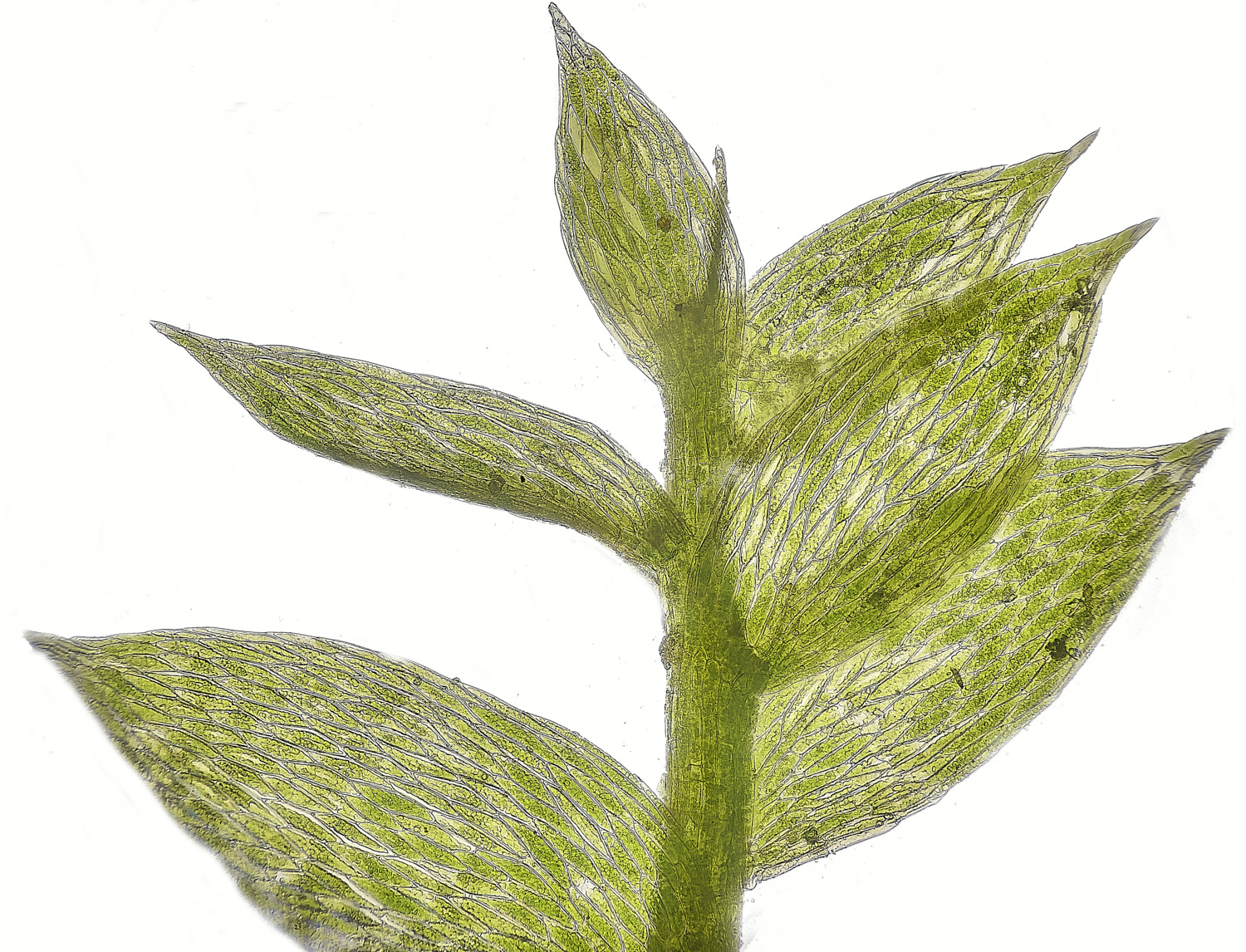 EarshamMoss1260125-3