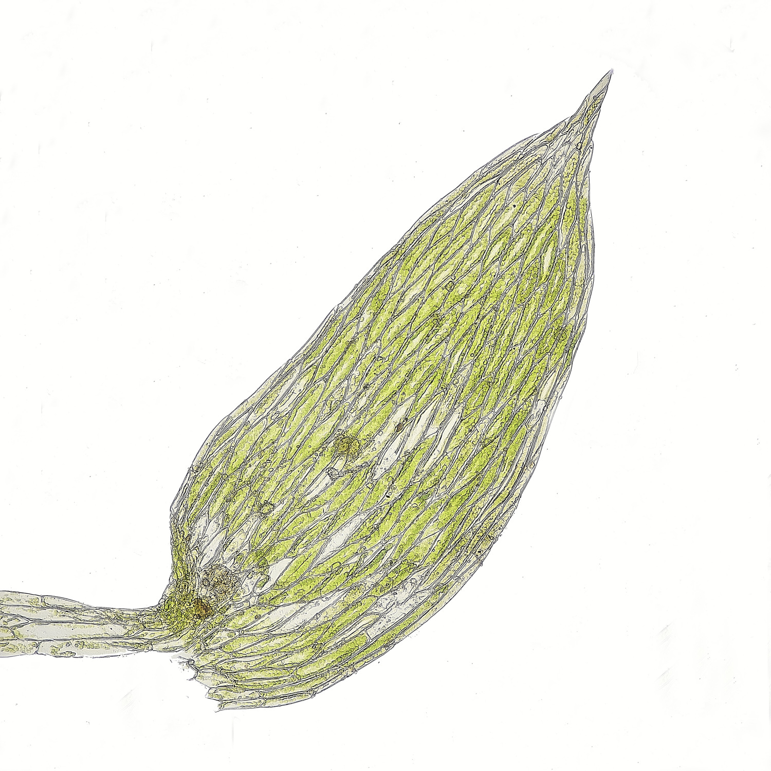 EarshamMoss1260125-5