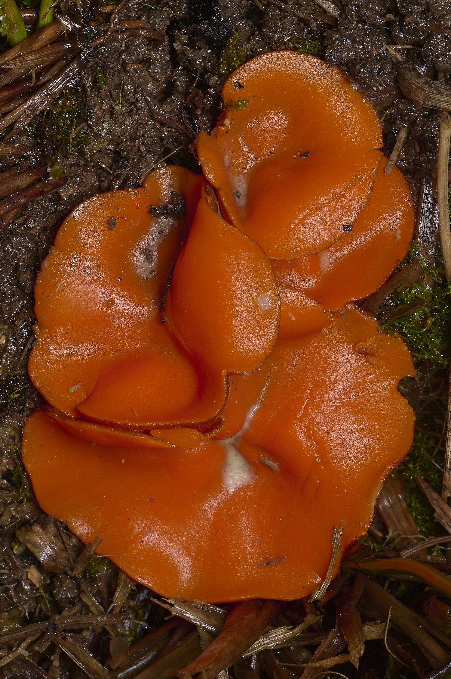 EarshamOrangePeelFungus260125-1
