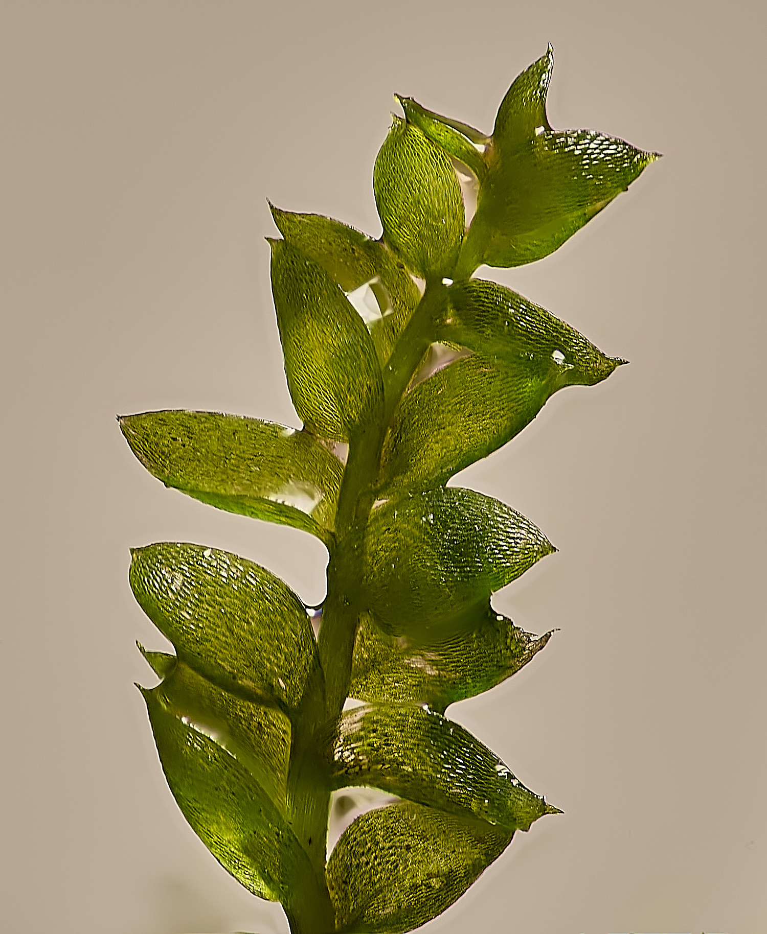 EarshamPnemorale260125-1