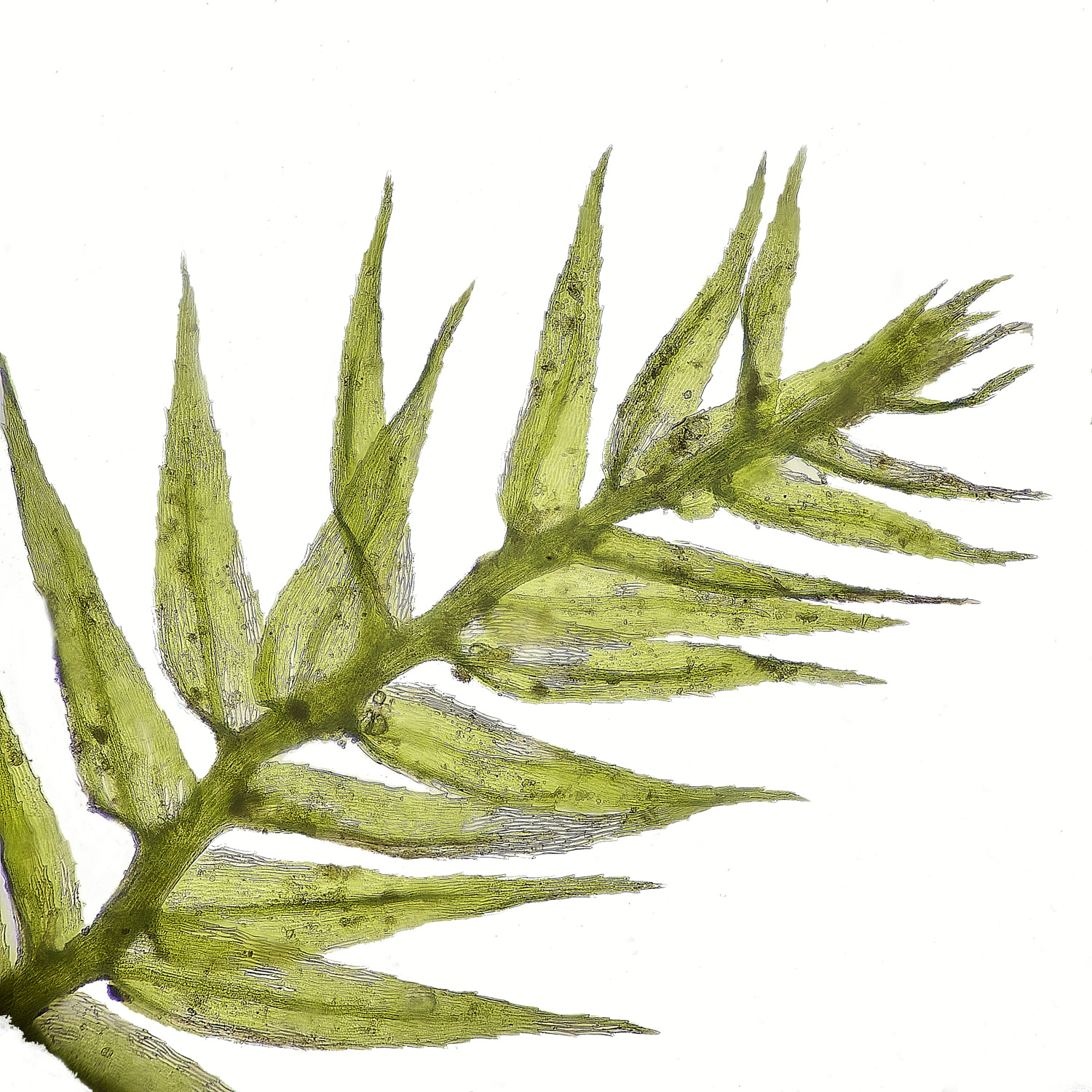 EarshamRpumila260125-1