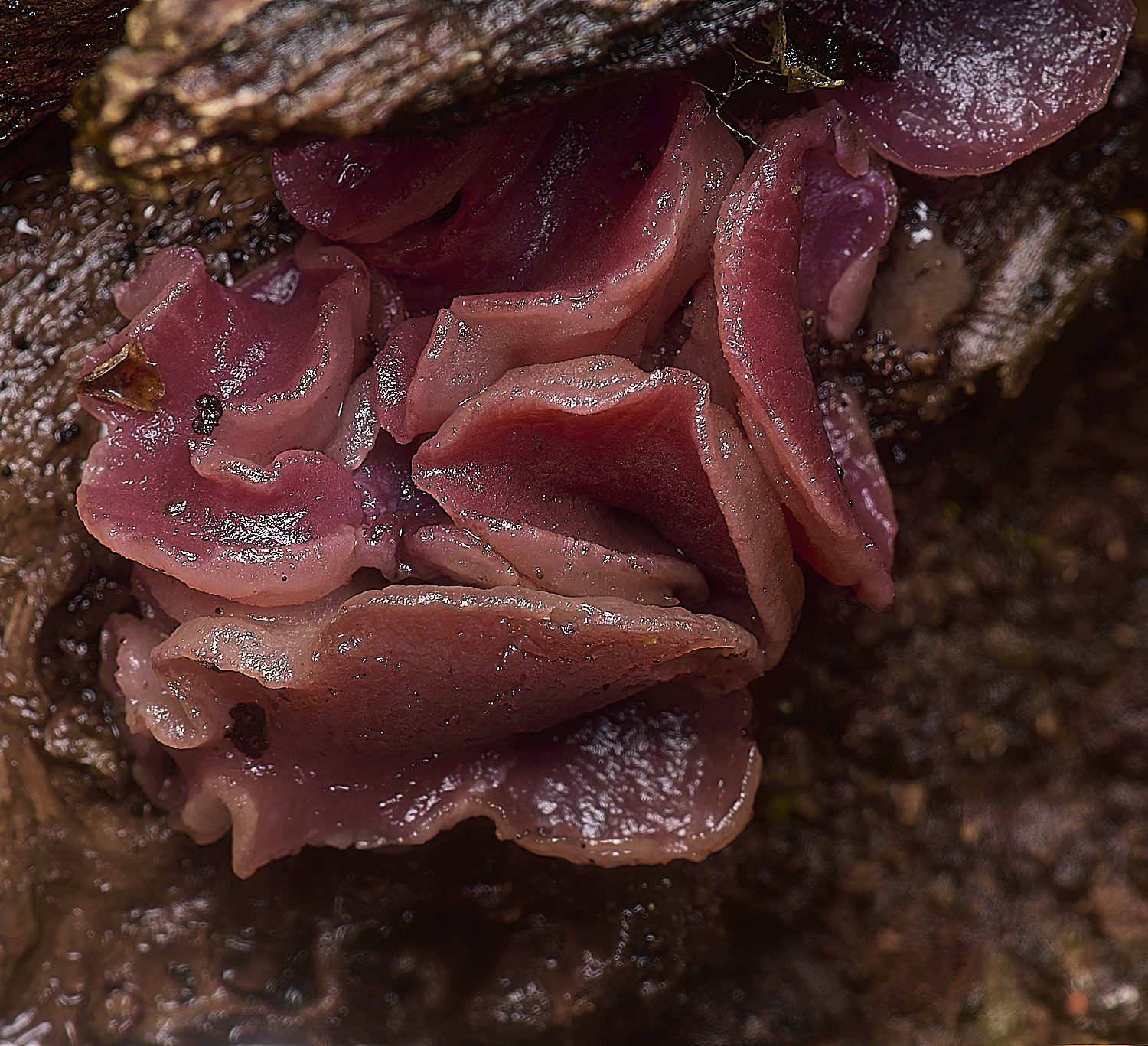 EarshamSarcoidies260125-1