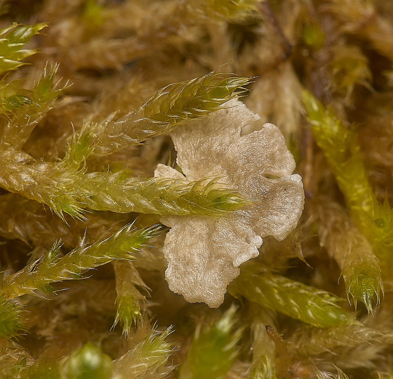 EarshamSmallMossOysterling260125-1