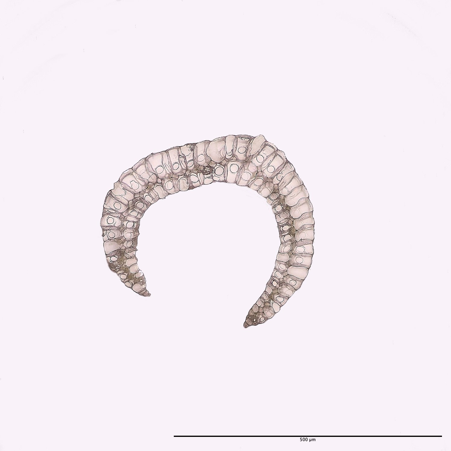 FelbriggLeucobryum070125-3M