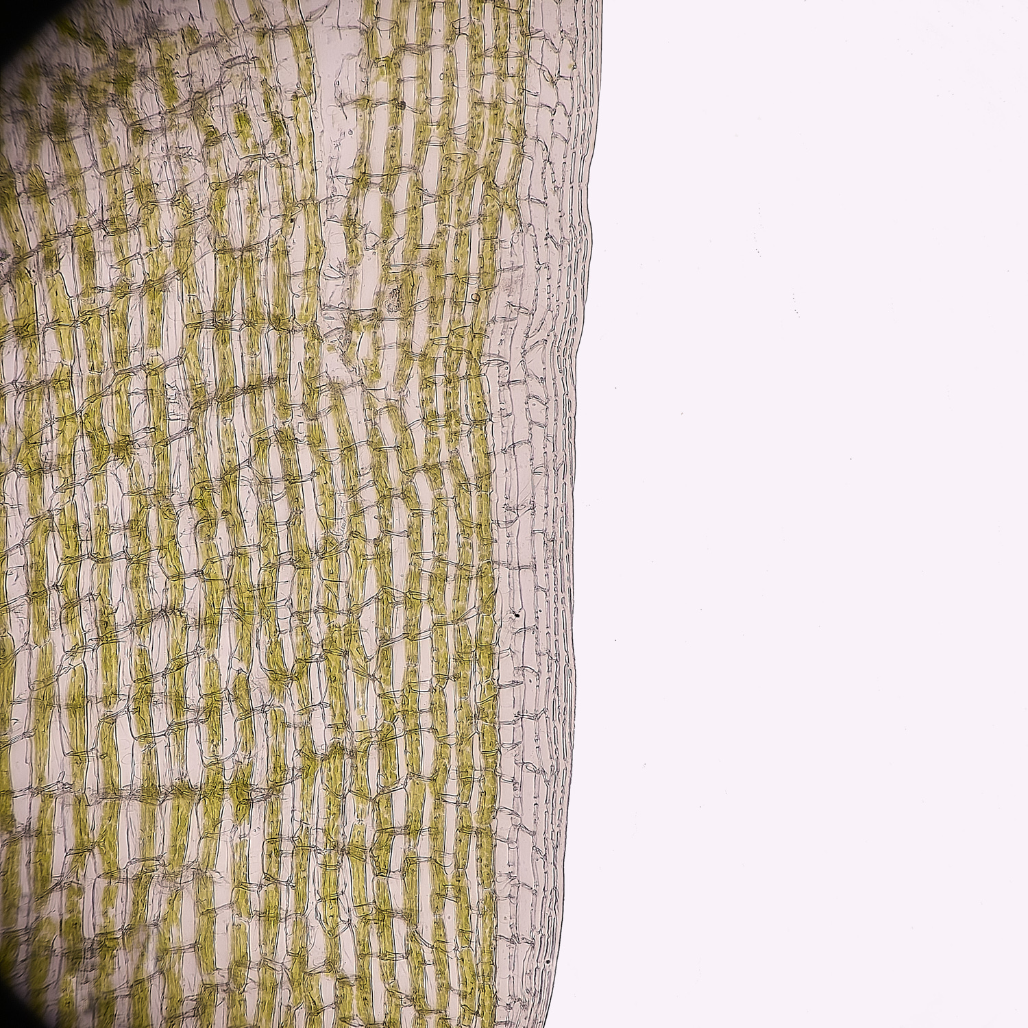 FelbriggLeucobryum080125-1