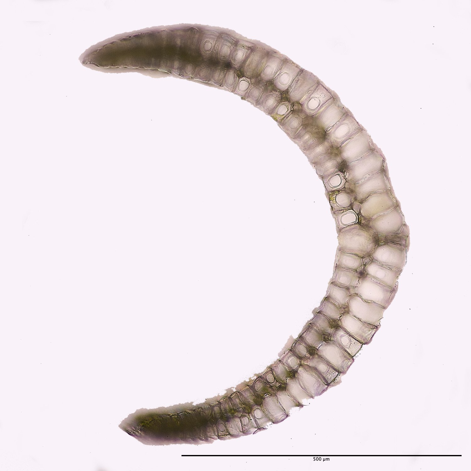 FelbriggLeucobryum080125-2M