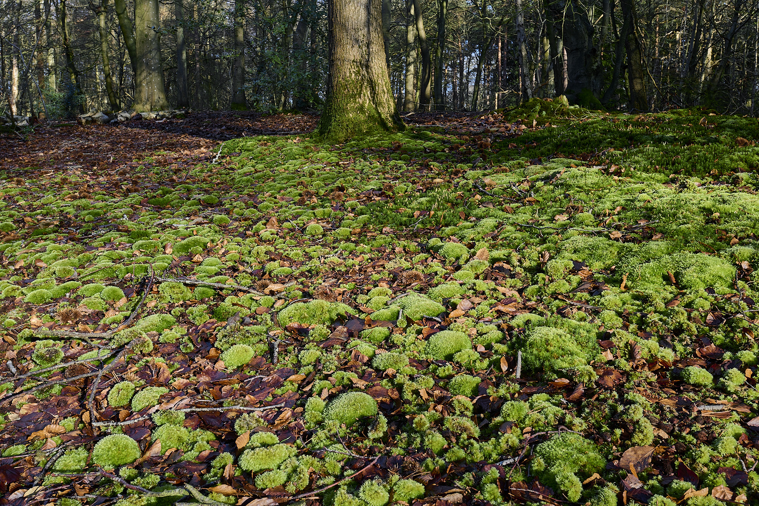 FelbriggLeucobryum090125-1