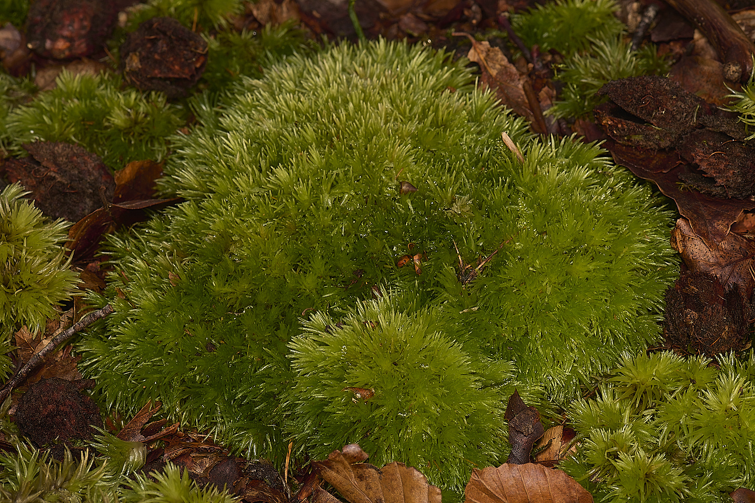 FelbriggLeucobryum090125-2