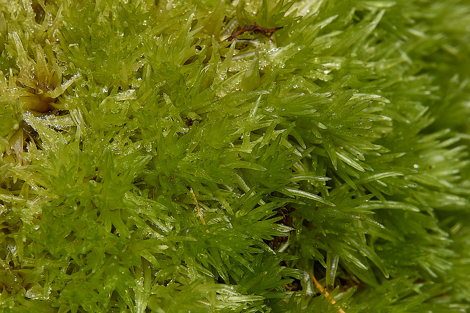 FelbriggLeucobryum090125-3