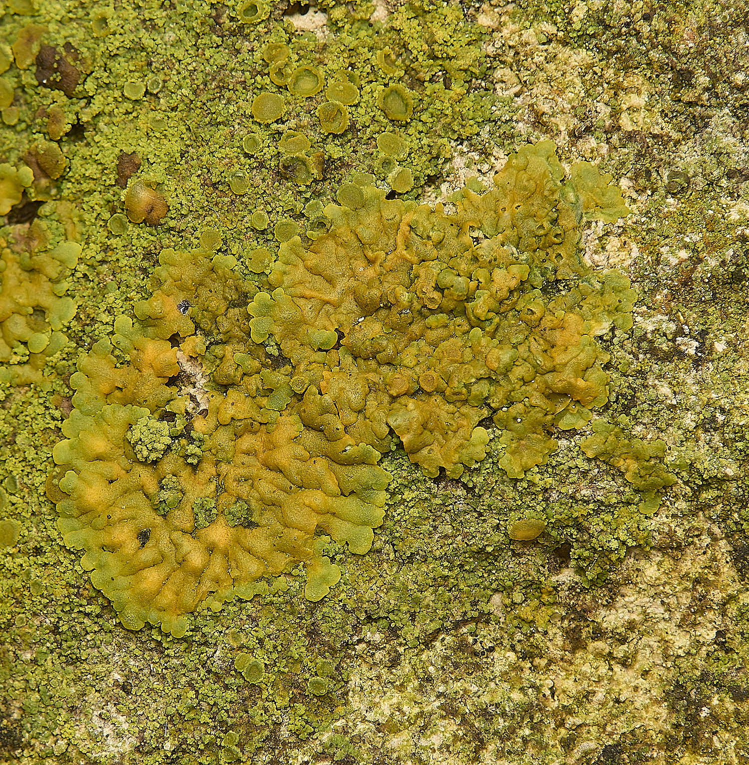 FelbriggLichen10070125-1