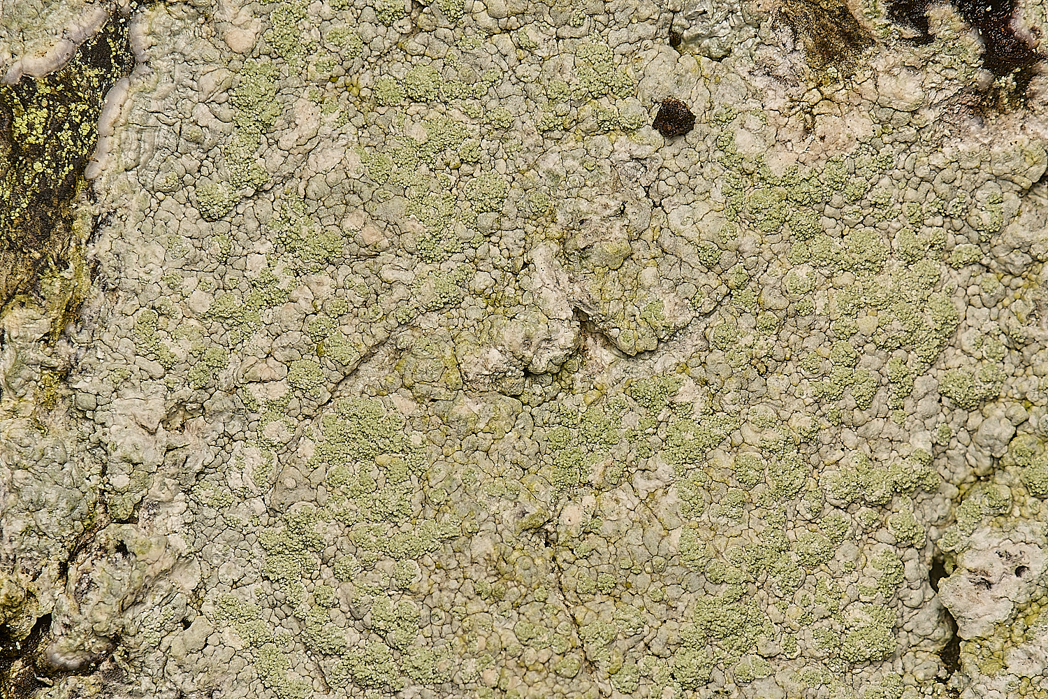 FelbriggLichen1020125-1