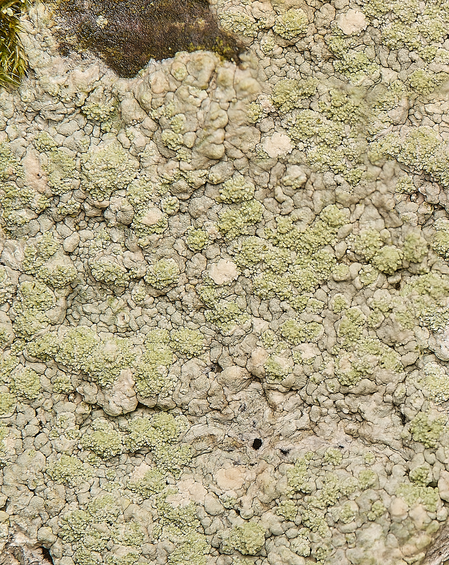 FelbriggLichen1020125-2