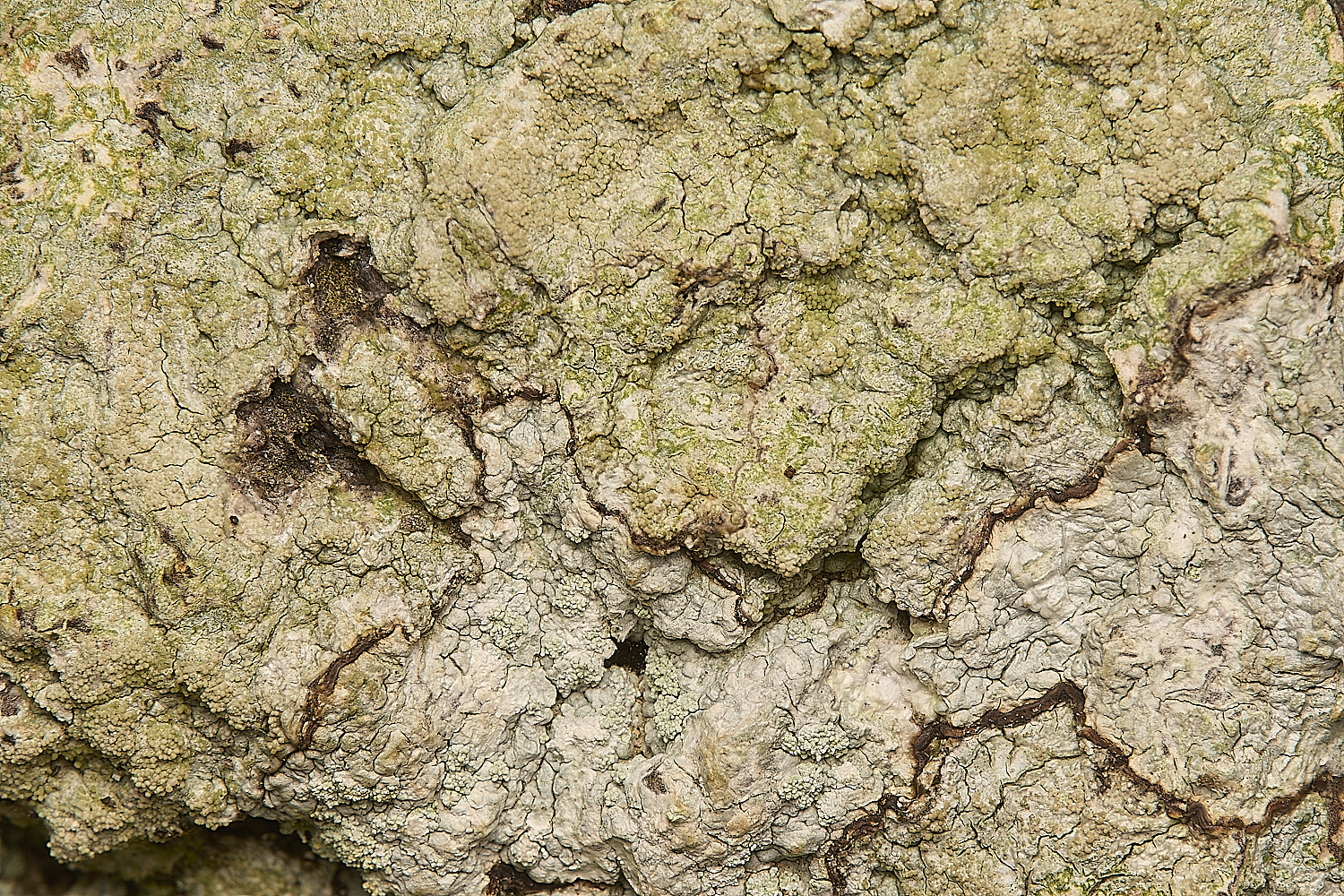 FelbriggLichen1020125-3