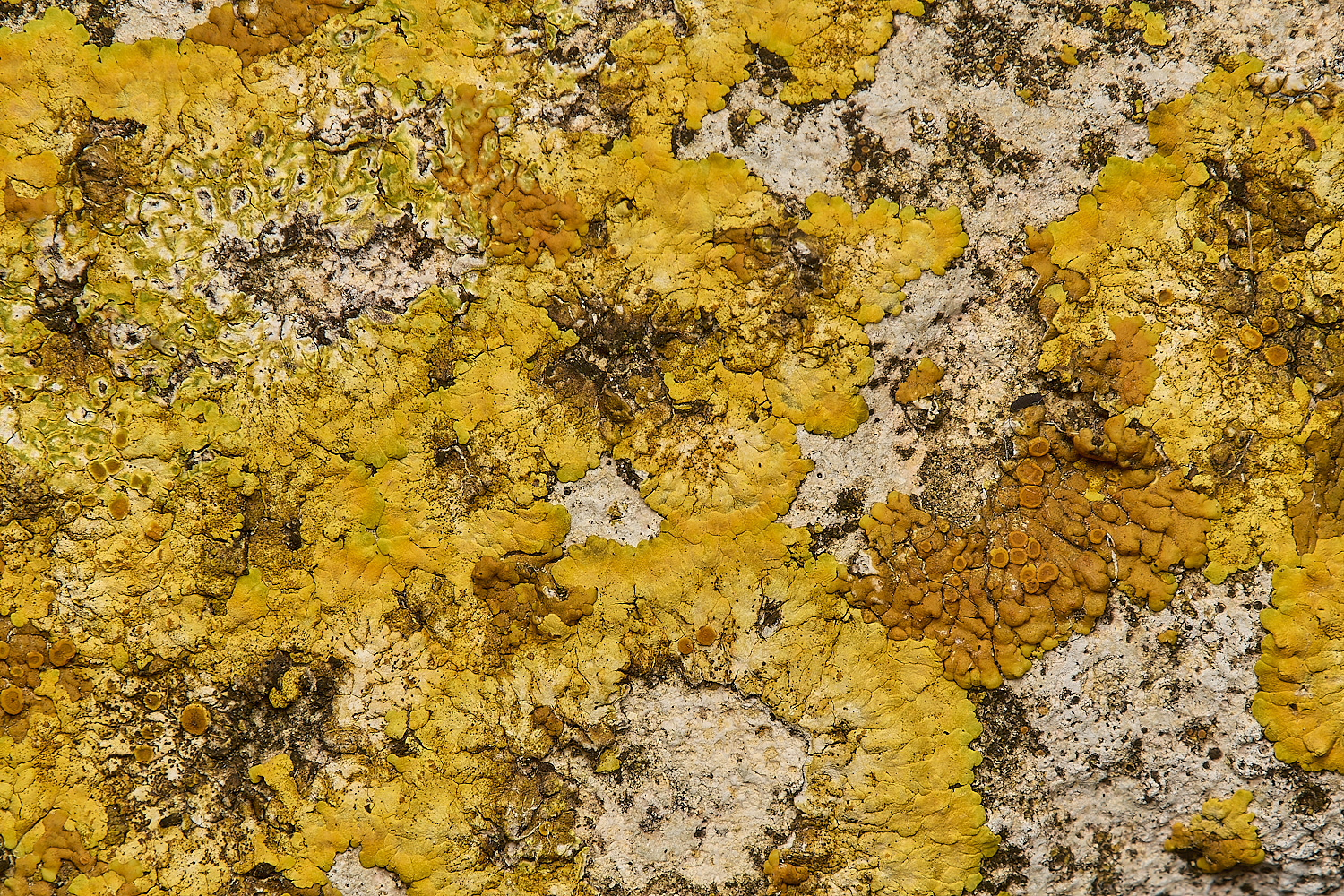 FelbriggLichen1070125-1