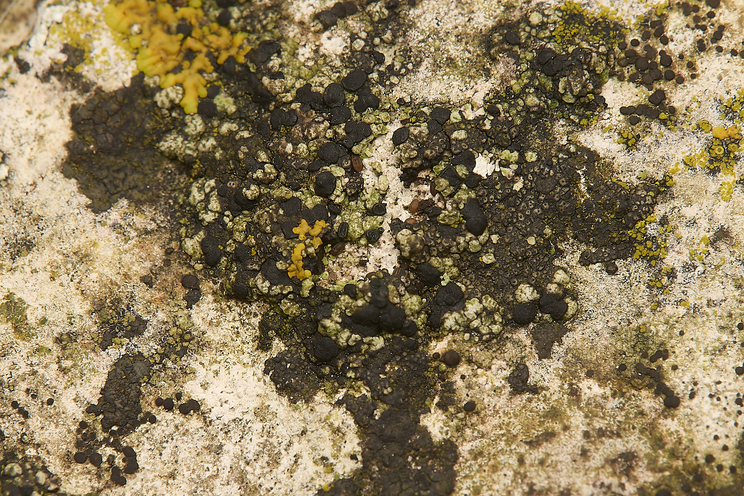 FelbriggLichen11070125-1