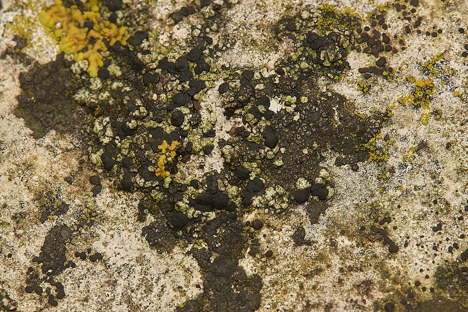 FelbriggLichen11070125-2