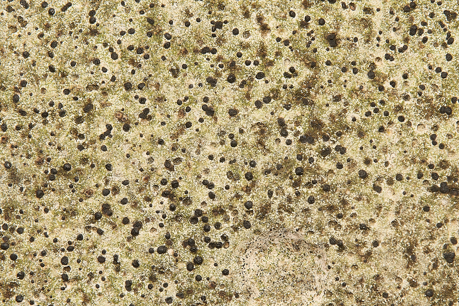 FelbriggLichen12070125-1