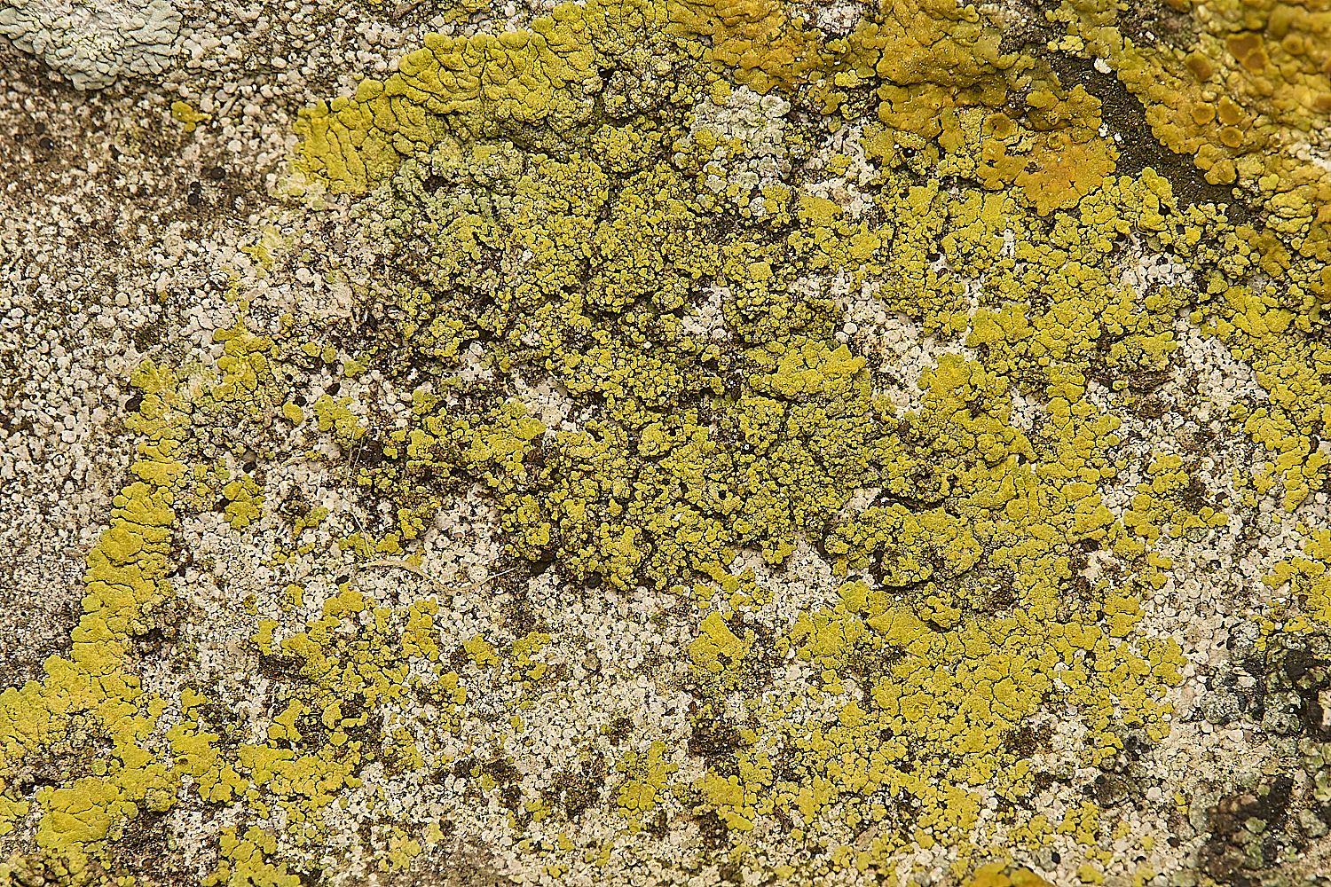 FelbriggLichen13070125-1