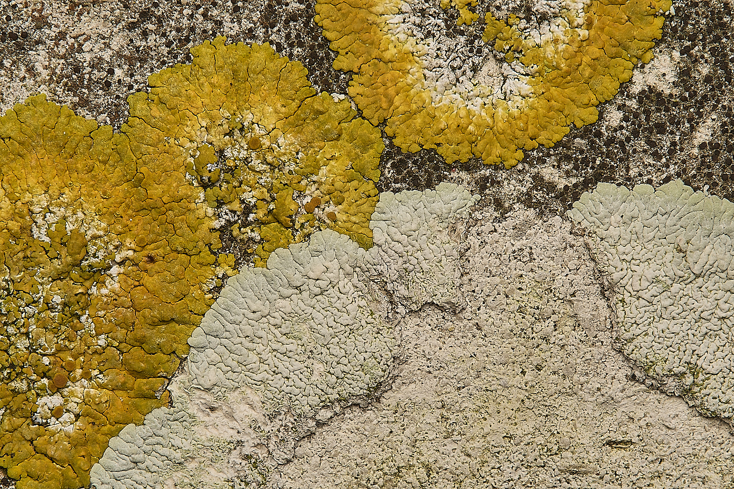 FelbriggLichen14070125-1