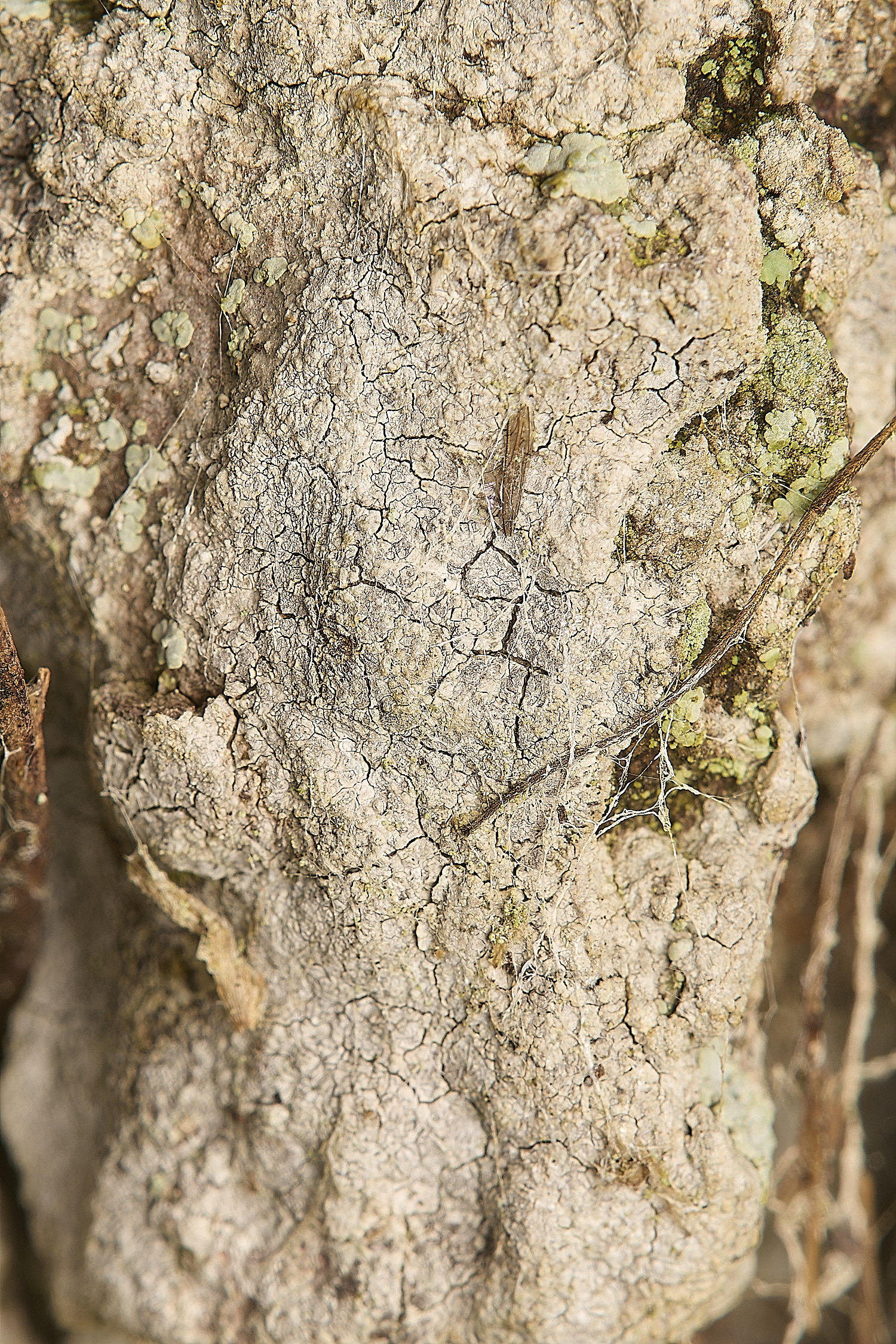 FelbriggLichen2020125-1