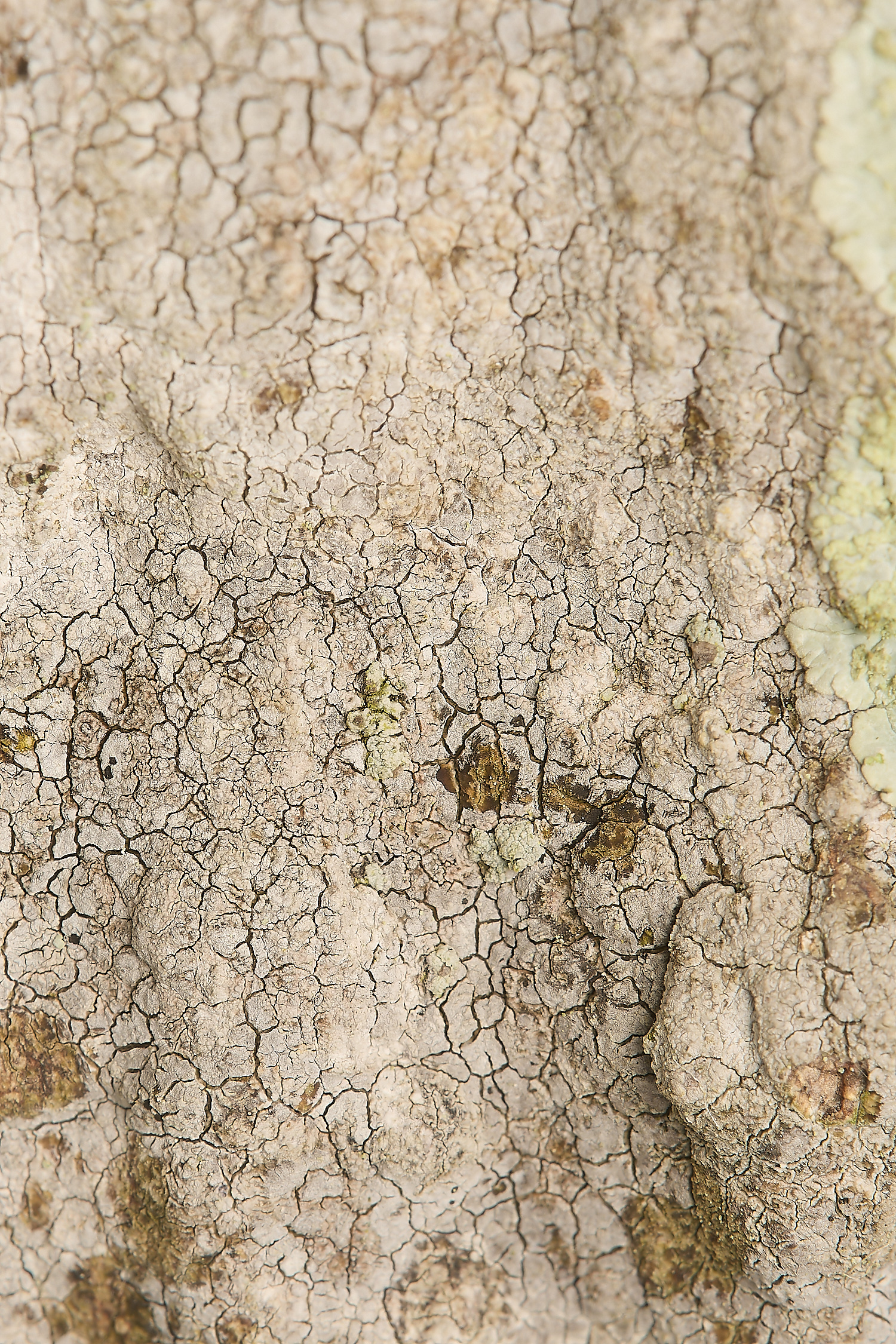 FelbriggLichen2020125-2