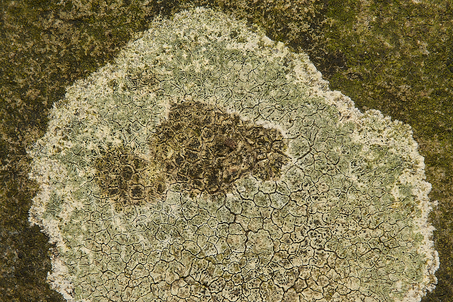 FelbriggLichen2070125-1