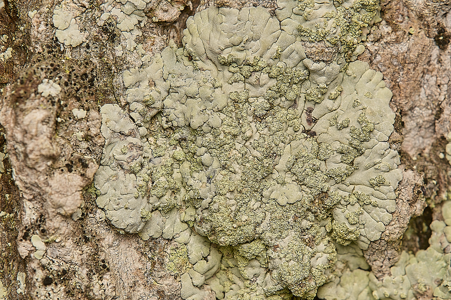 FelbriggLichen3020125-1