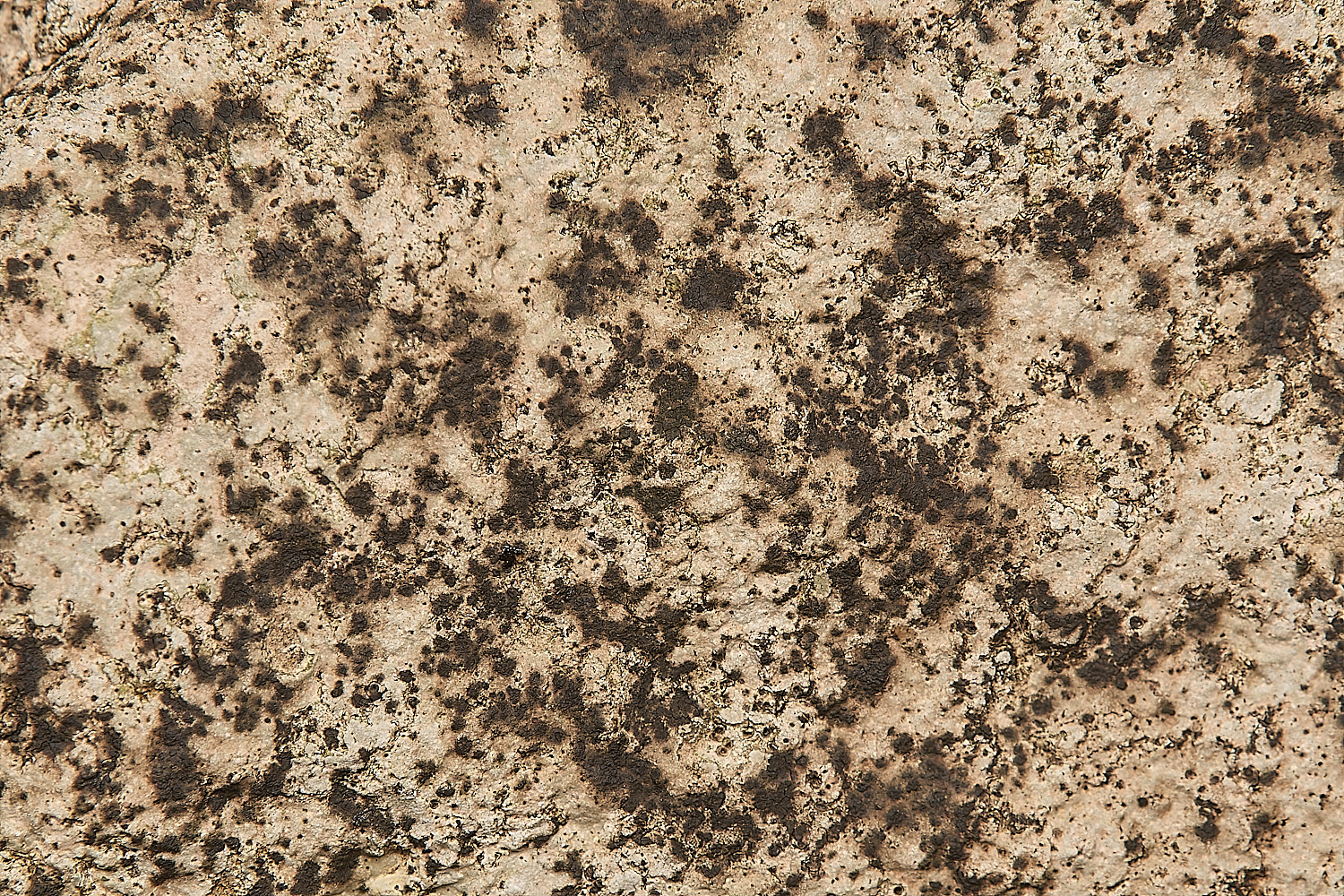 FelbriggLichen3070125-1