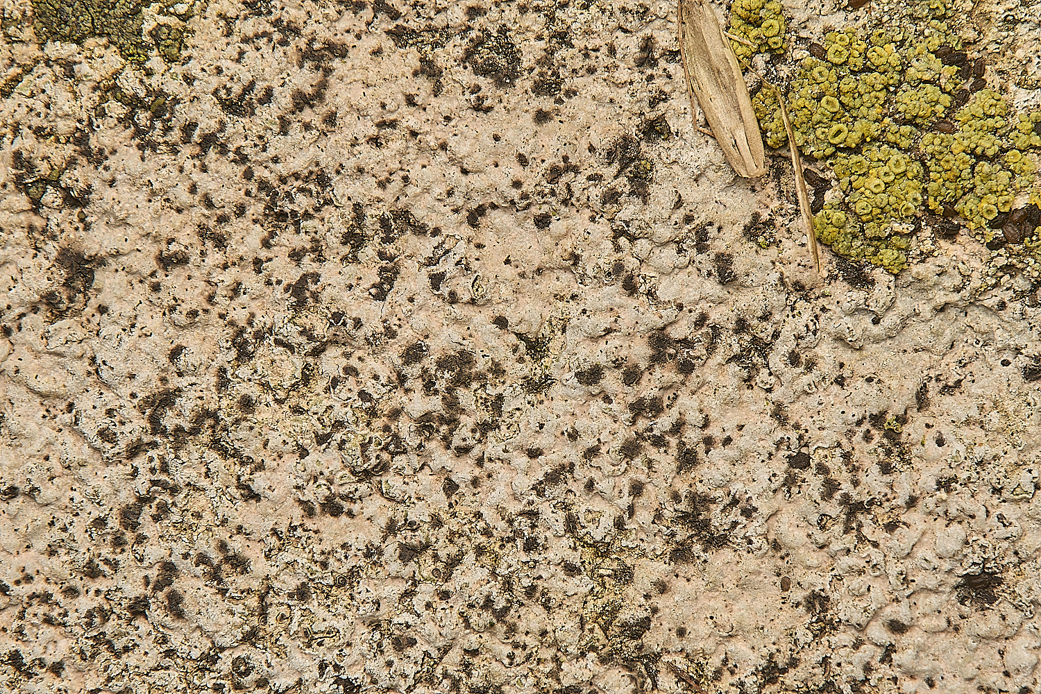 FelbriggLichen3070125-2