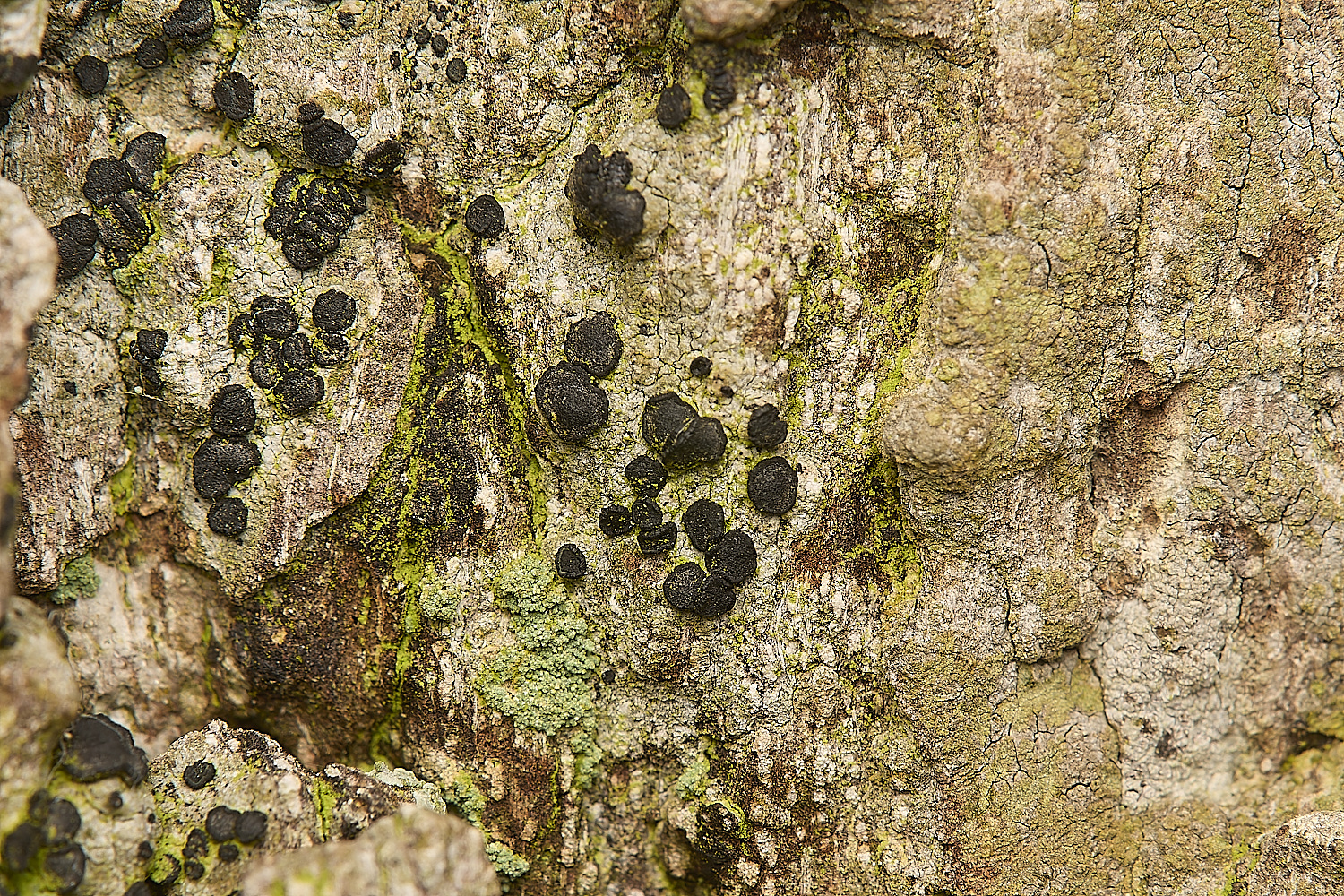 FelbriggLichen4020125-1
