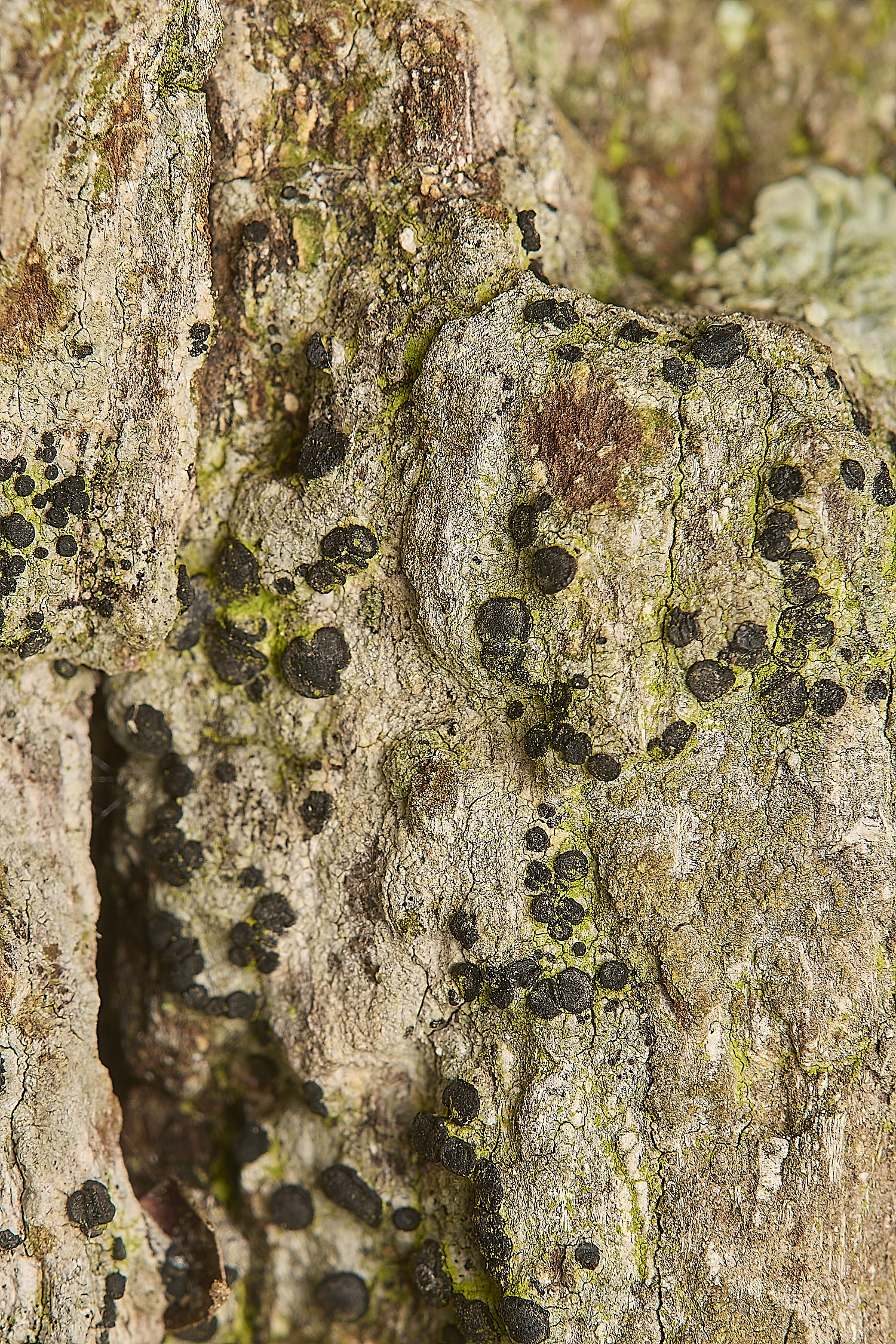 FelbriggLichen4020125-2