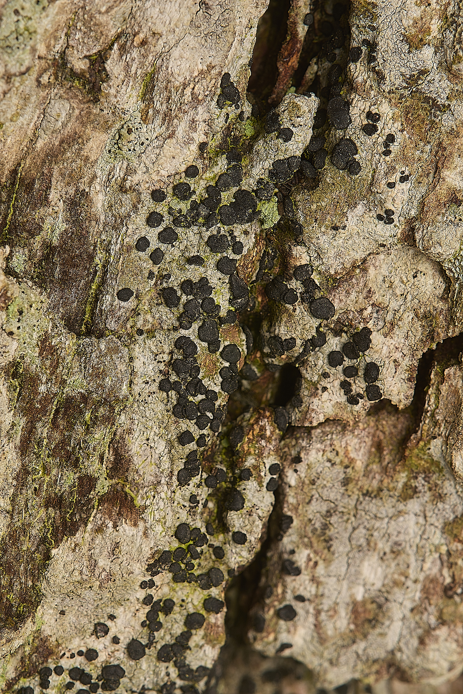 FelbriggLichen4020125-3