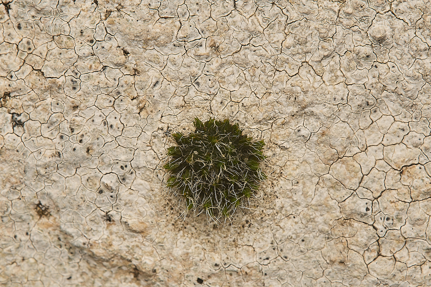 FelbriggLichen4070125-1