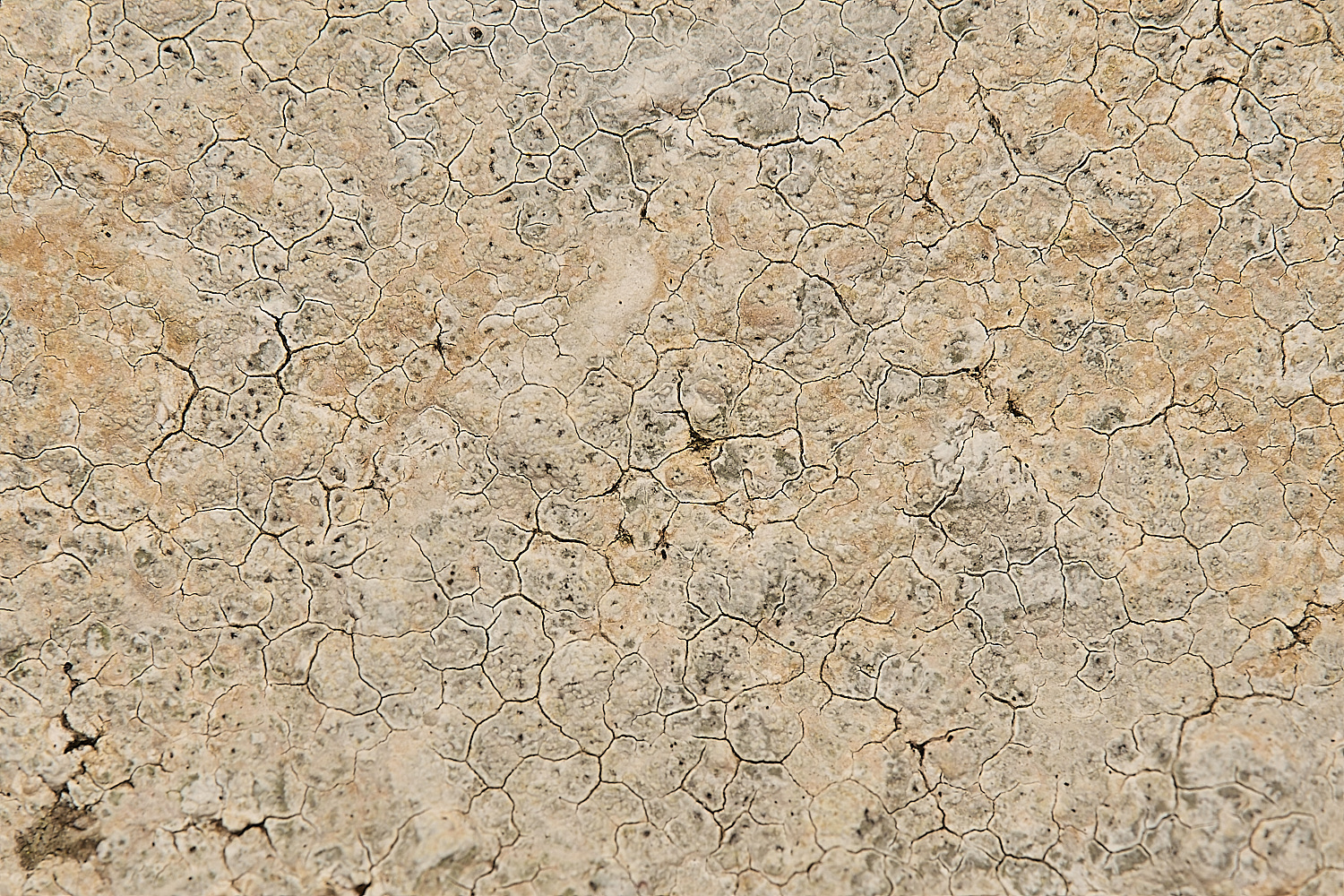 FelbriggLichen4070125-2