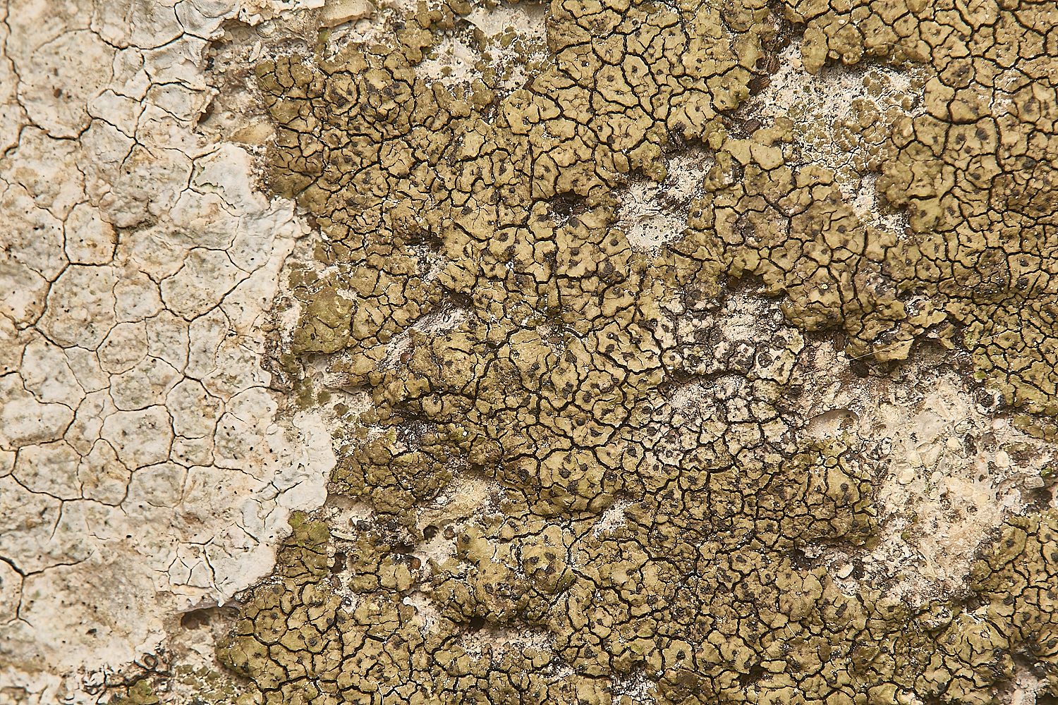 FelbriggLichen5070125-1