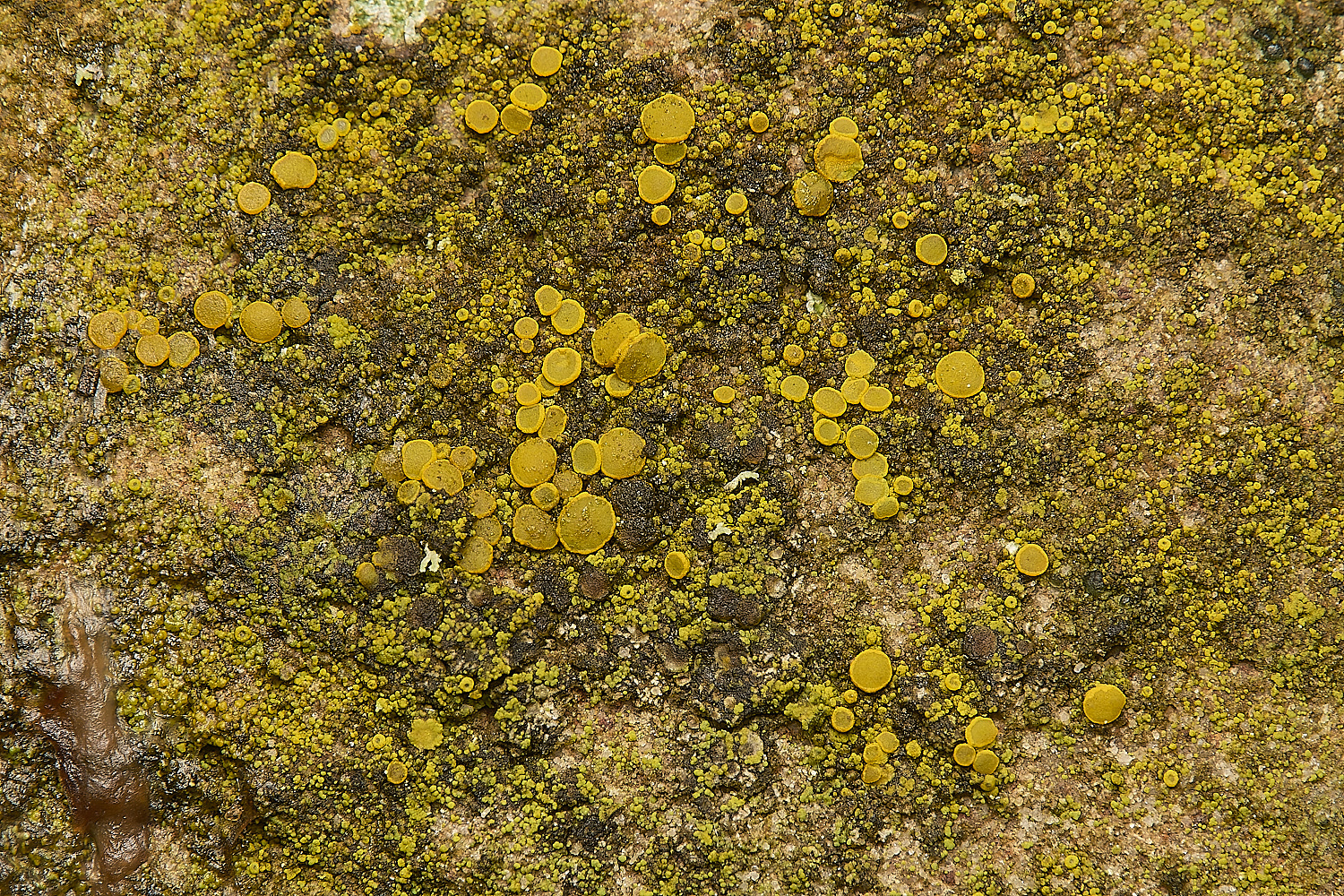 FelbriggLichen6070125-1