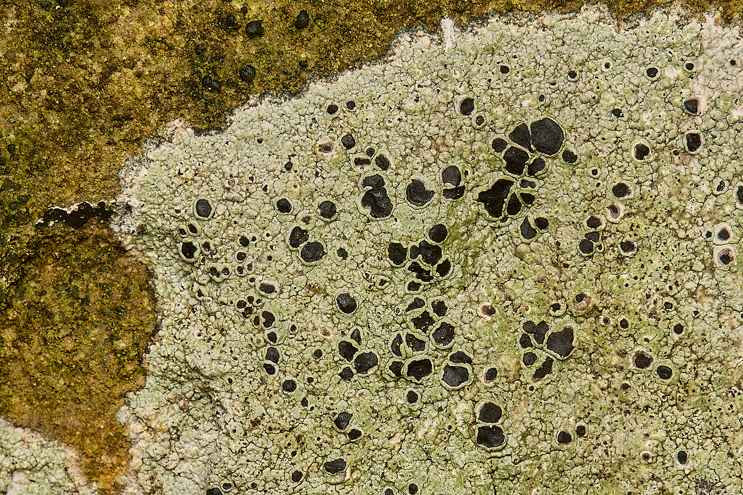 FelbriggLichen7070125-1