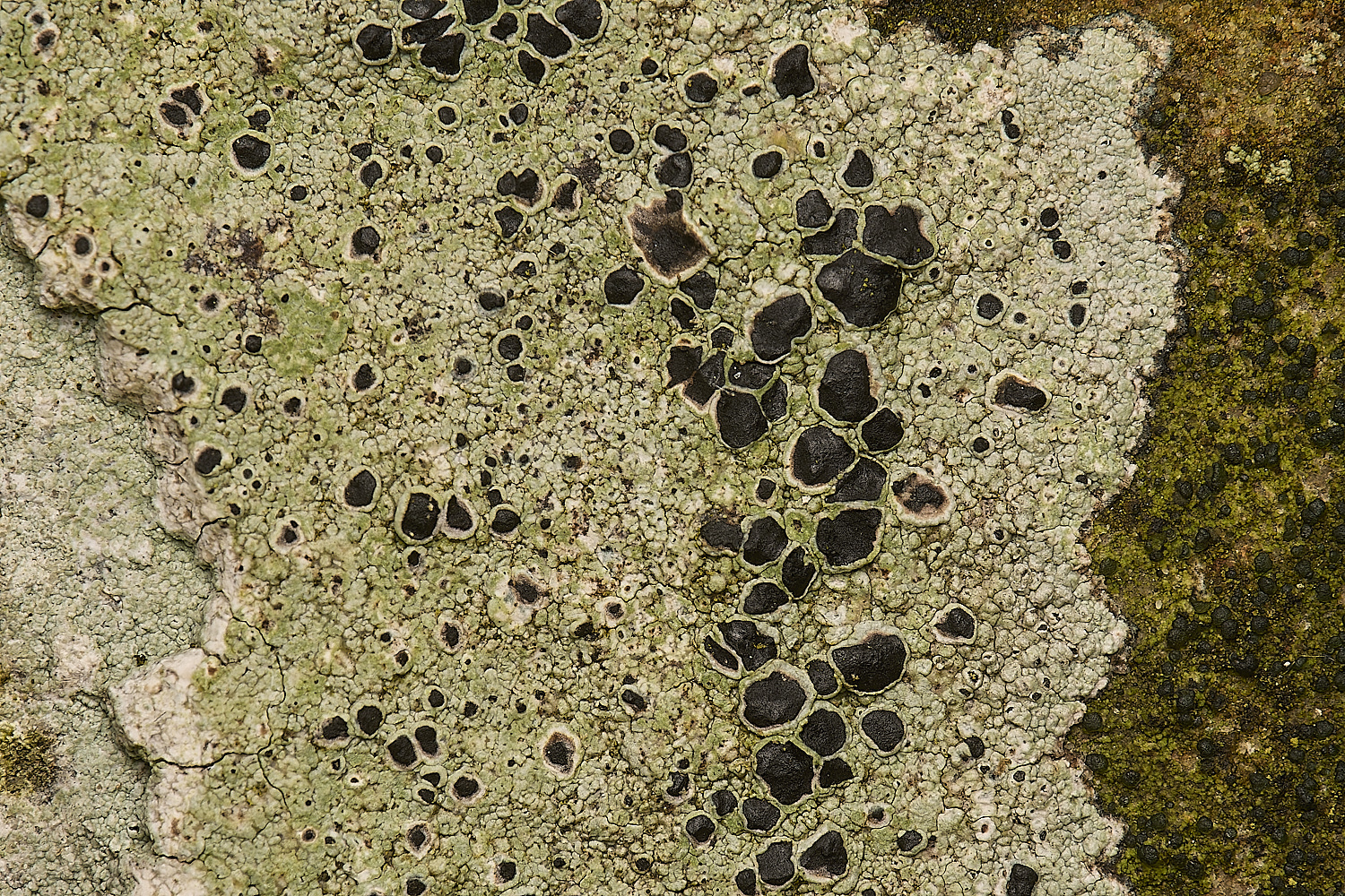 FelbriggLichen7070125-2