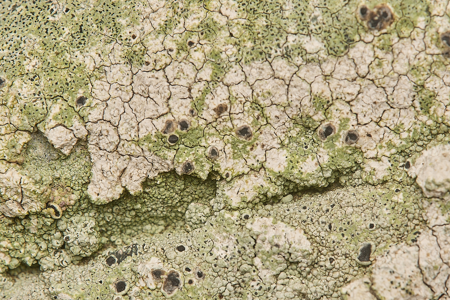 FelbriggLichen8070125-1