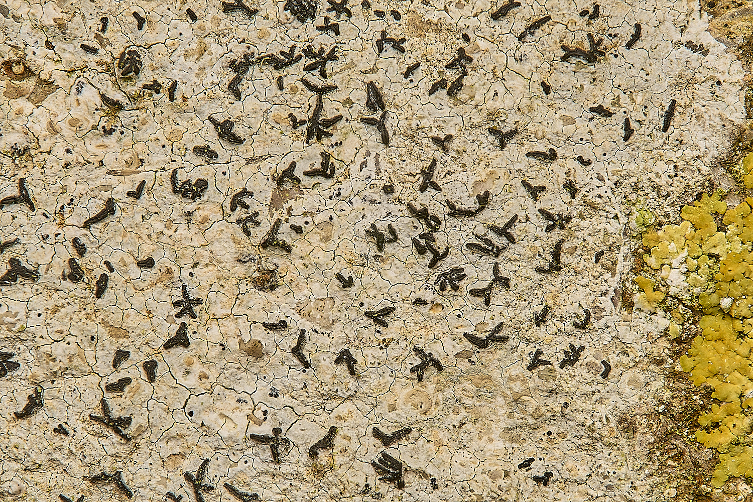 FelbriggLichen9070125-1