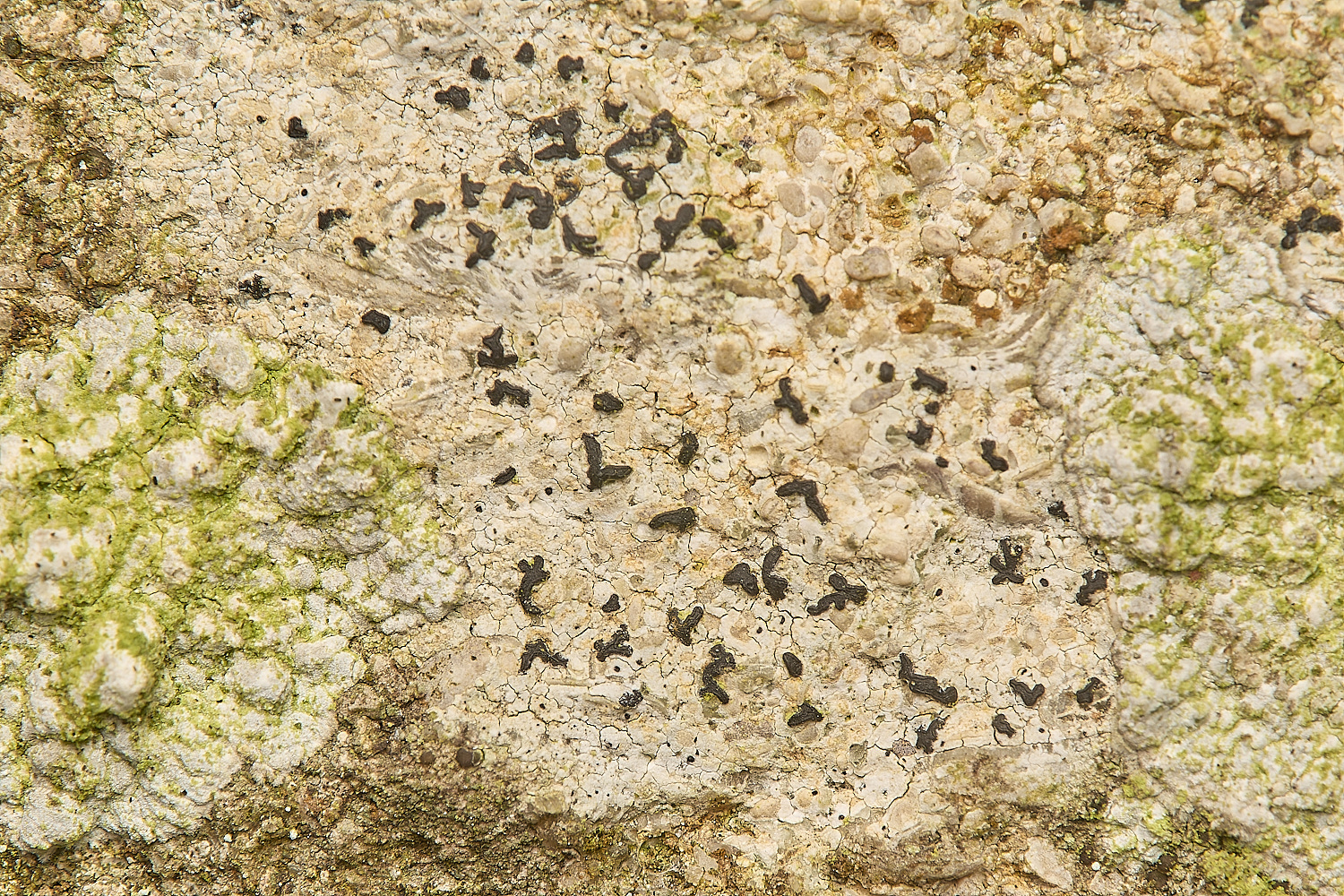 FelbriggLichen9070125-2