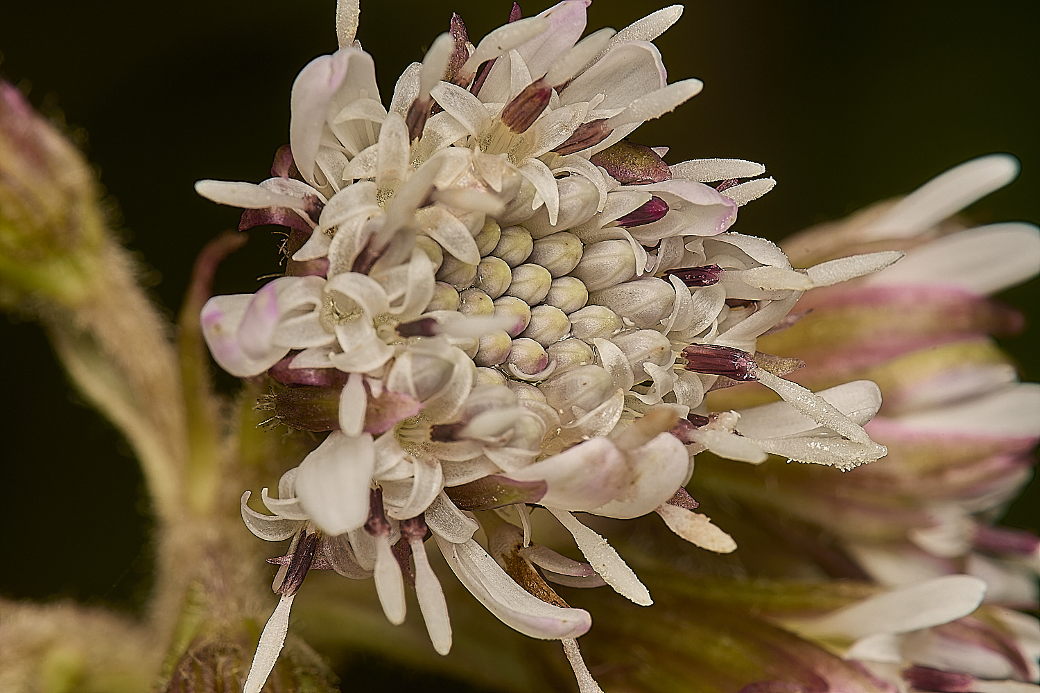 FelbriggWinterHeliotrope020125-0