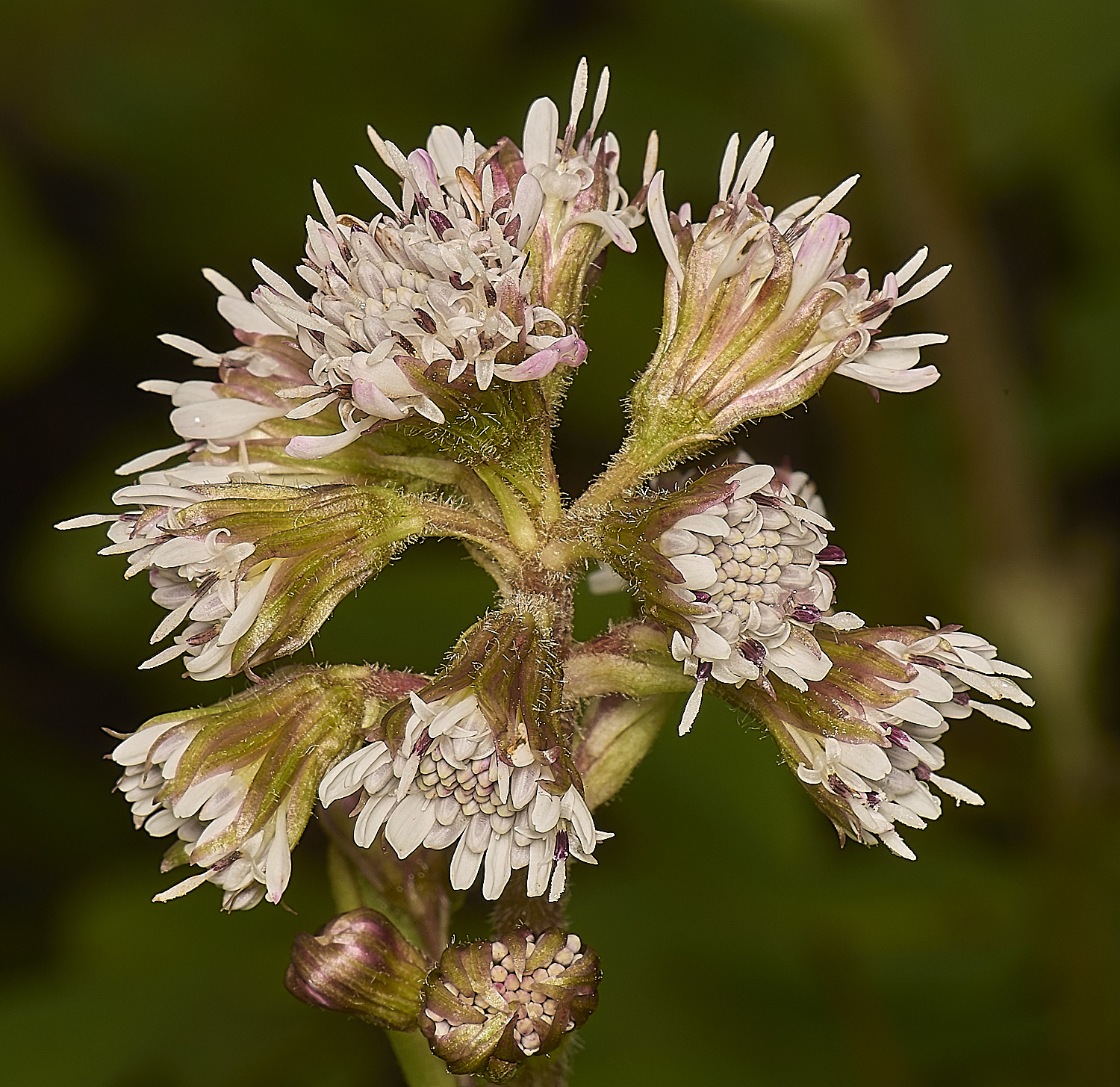 FelbriggWinterHeliotrope020125-1