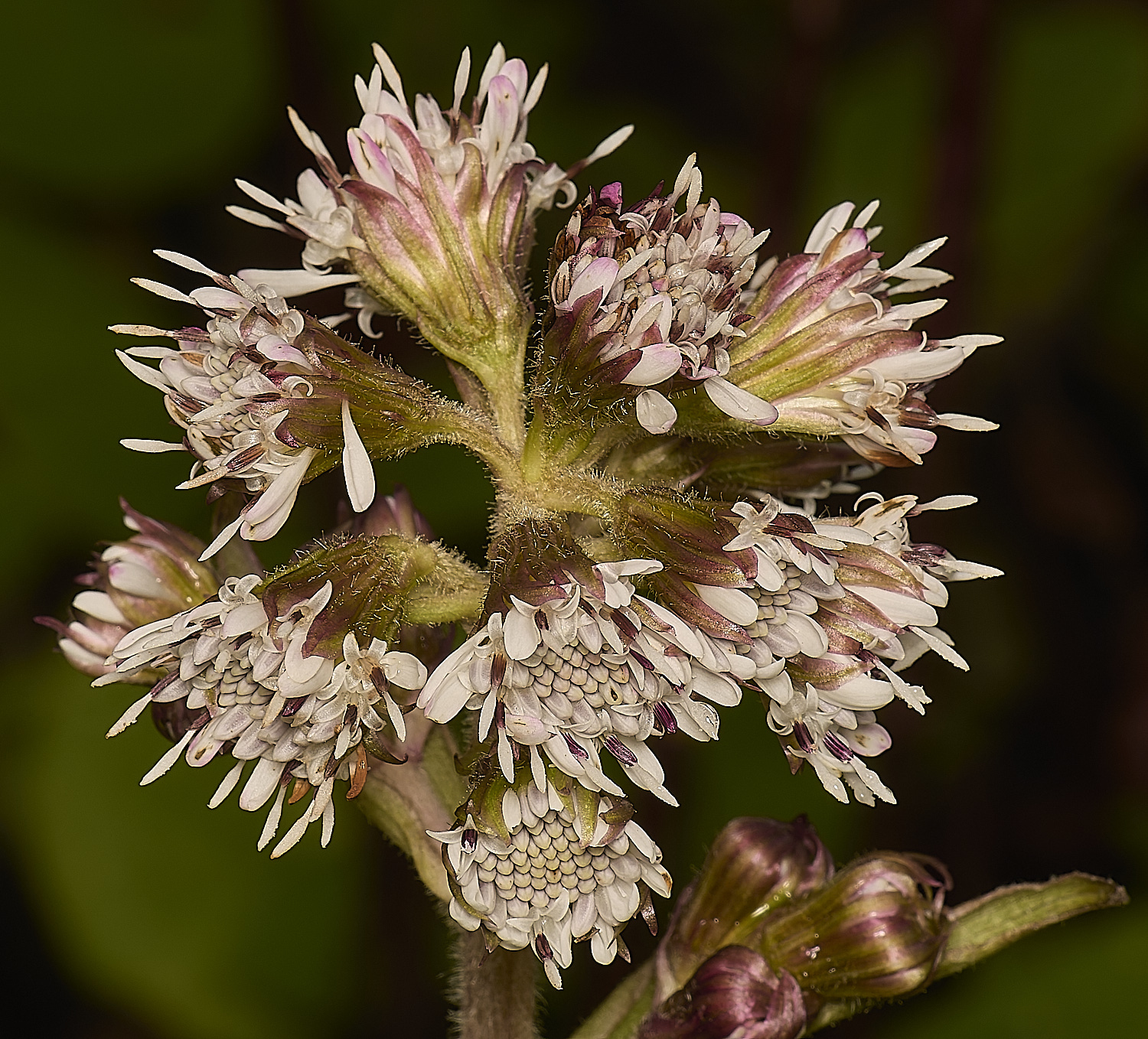 FelbriggWinterHeliotrope020125-2