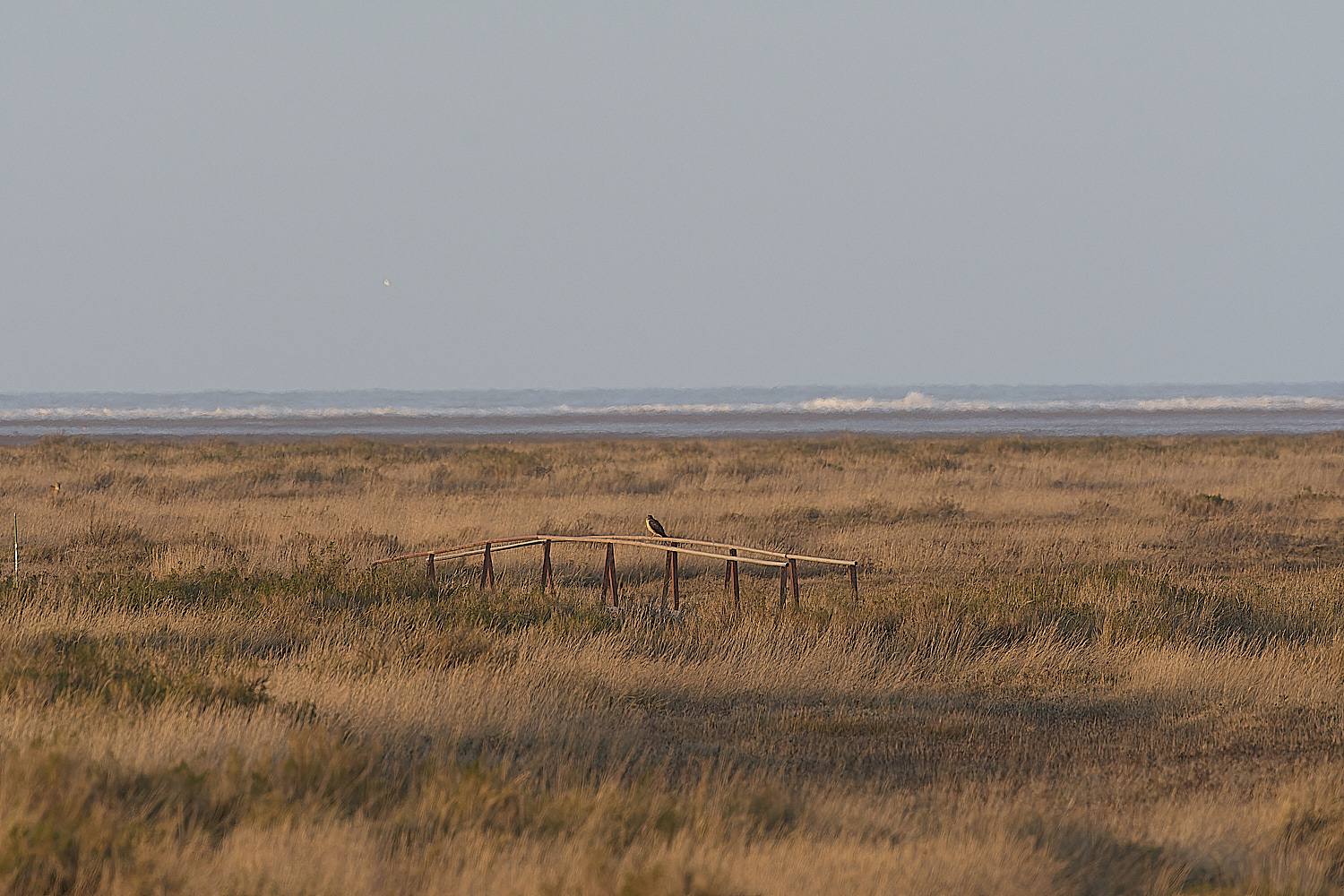 GardenDrovePallidHarrier100125-1 1