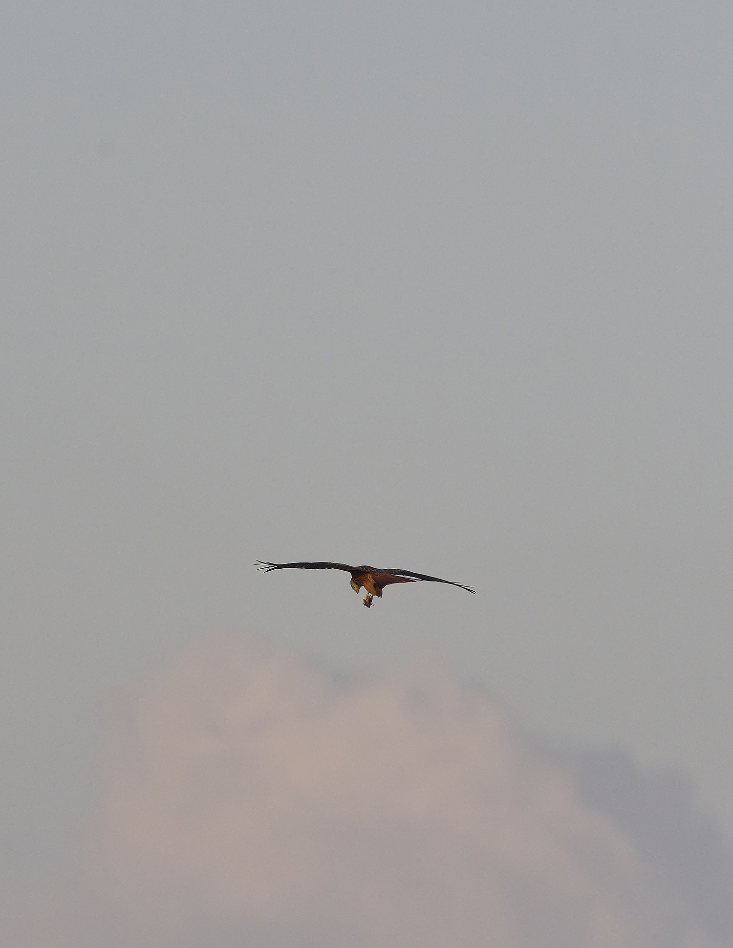 GardenDroveRedkite100125-1 1
