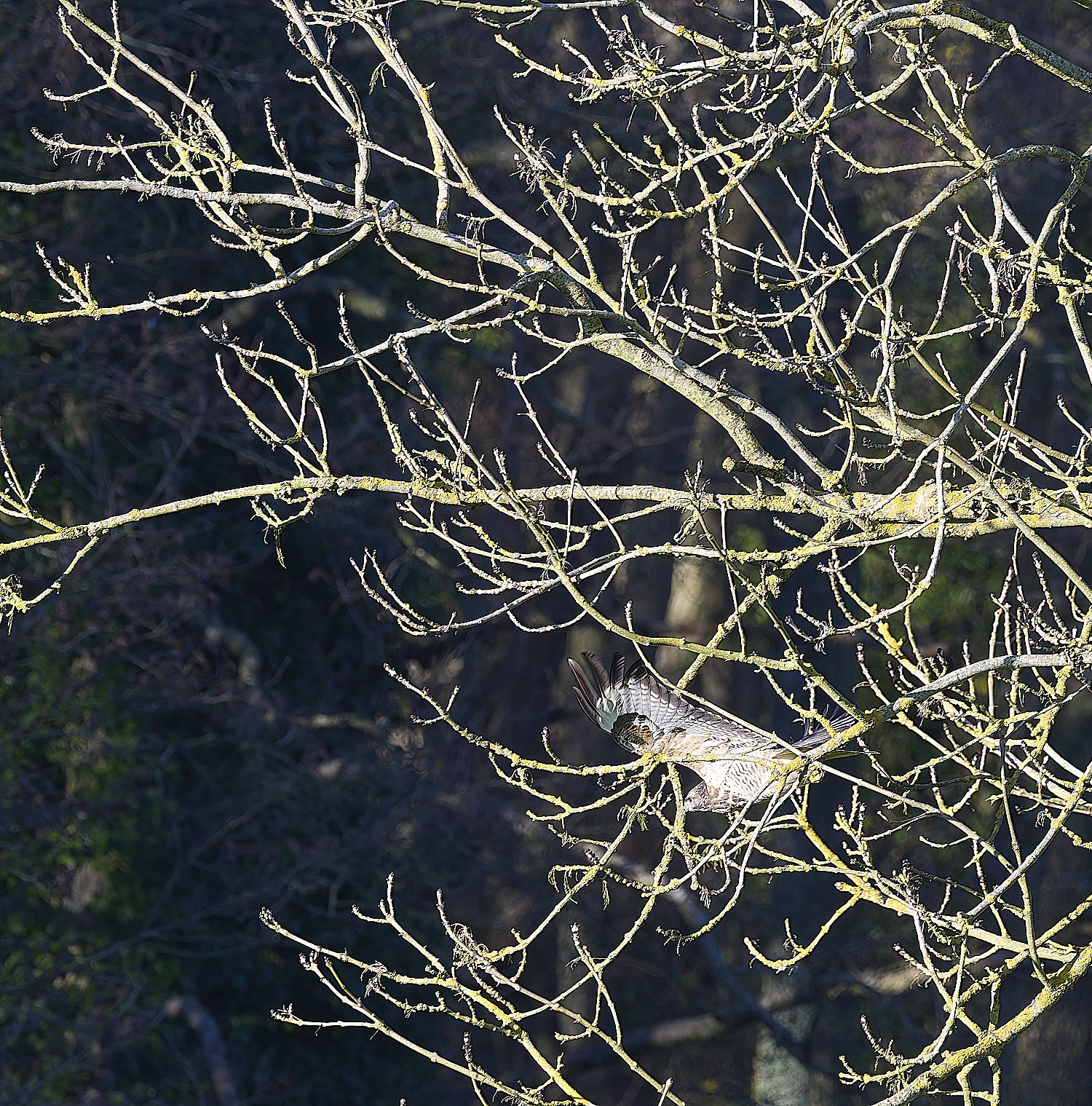 HanworthBuzzard070124-1